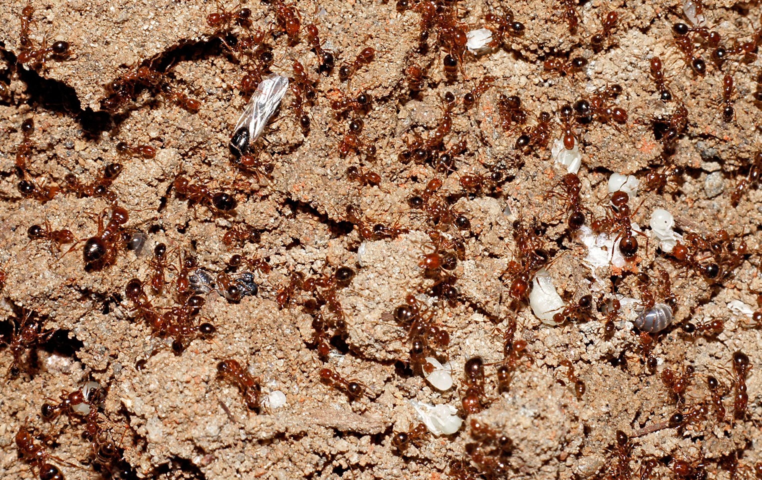 Červený mravec ohnivý (Solenopsis invicta)