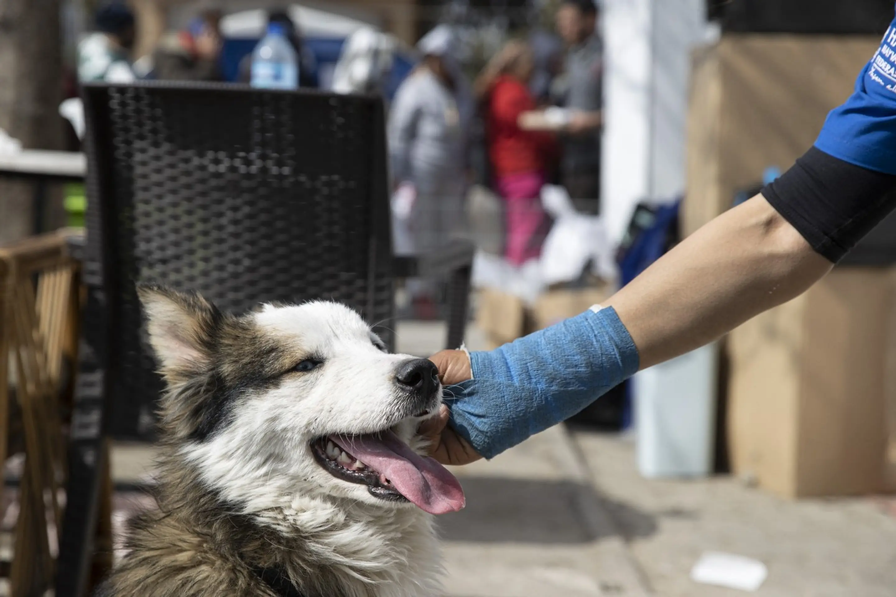 Sibírsky husky Aleks.