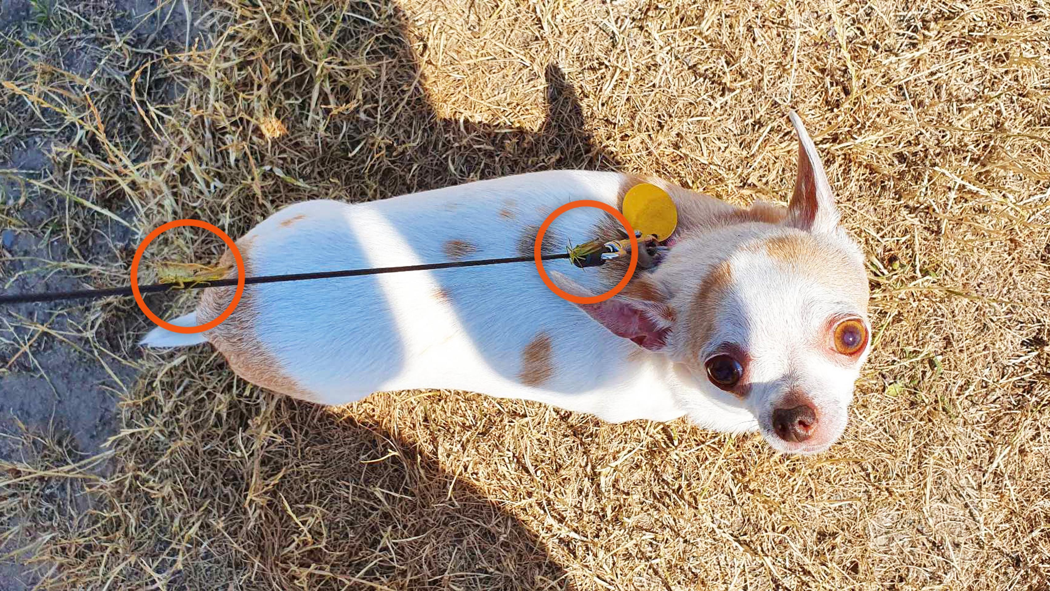 Lúčne koníky sú všade