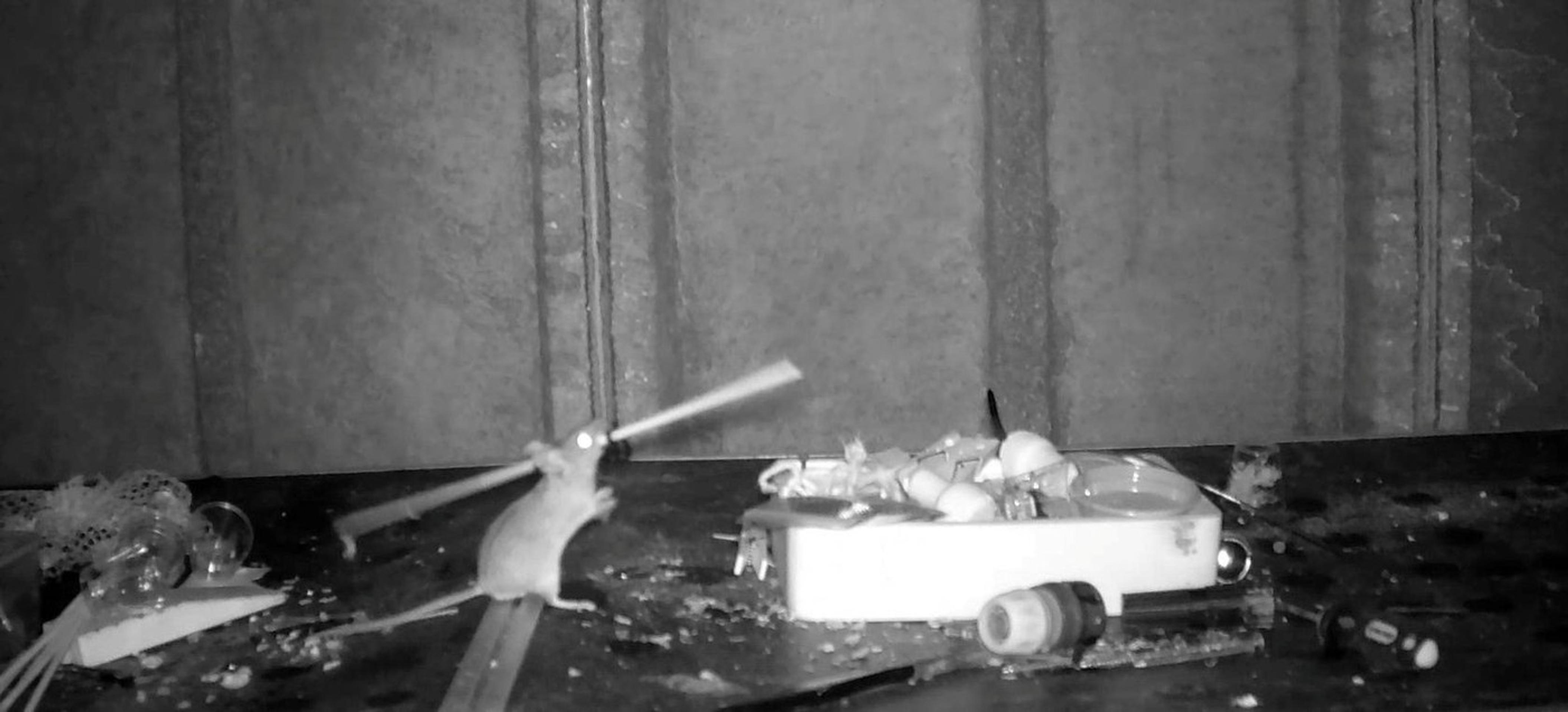 Fotopasca zachytila poriadkumilovnú myš.