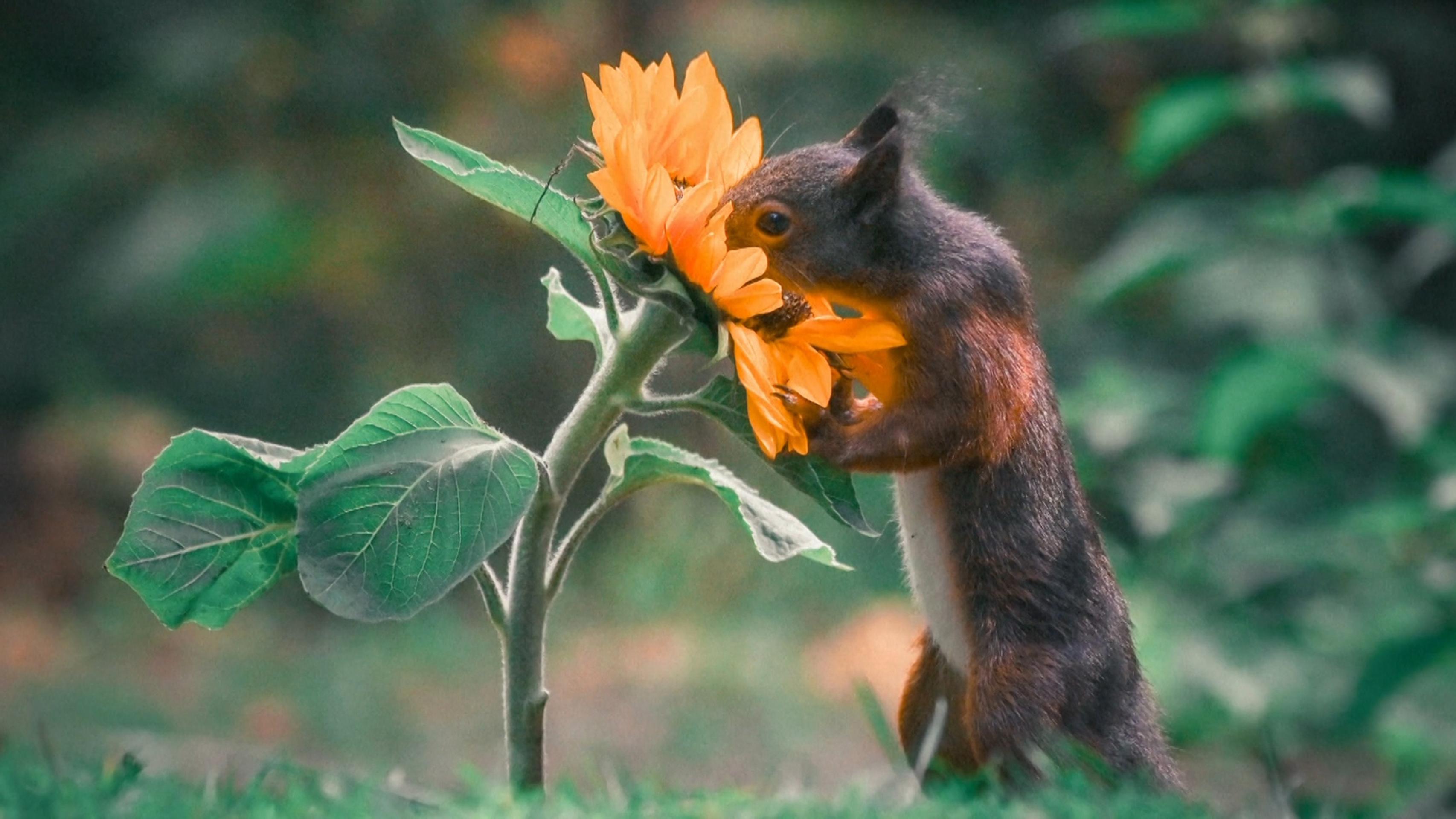 Lietajúca veverička.