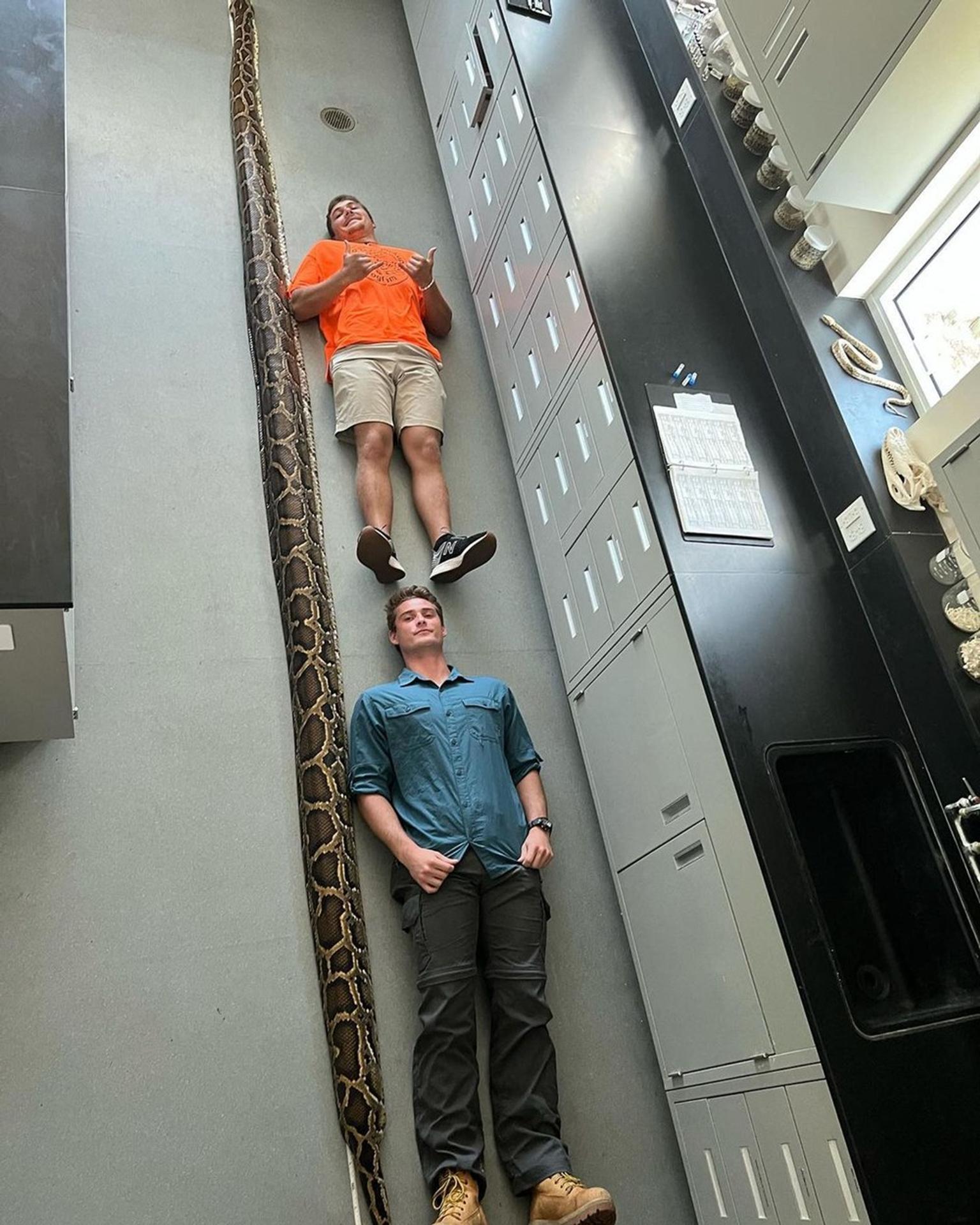 Rekordne dlhý pytón barmský.