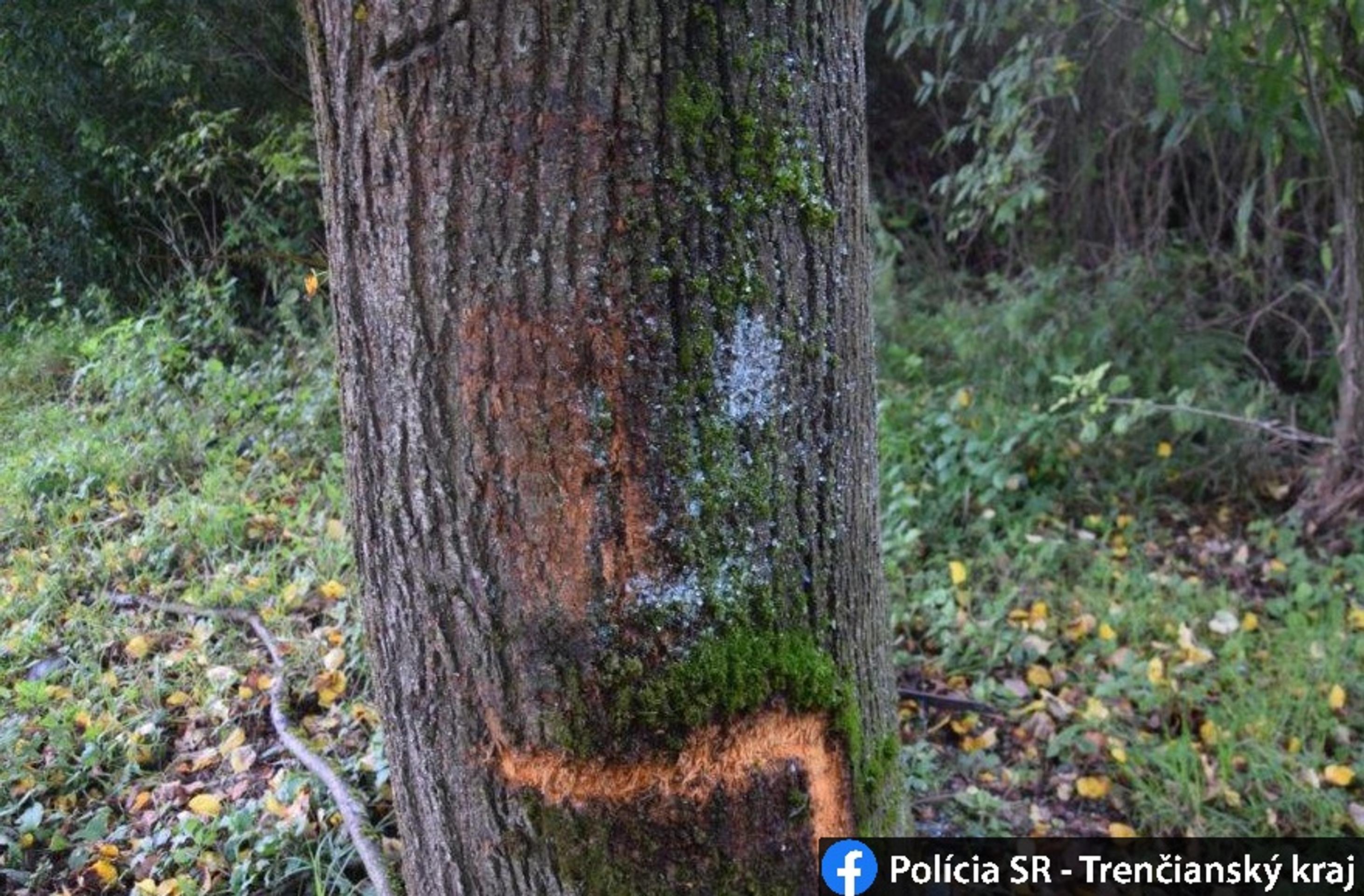 Strom, do ktorého auto narazilo.