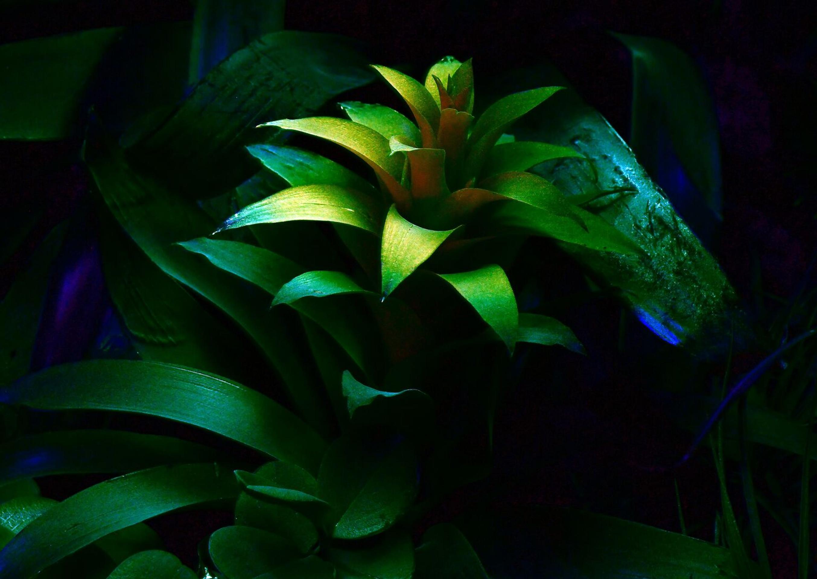 Svietiace rastliny v Košiciach.