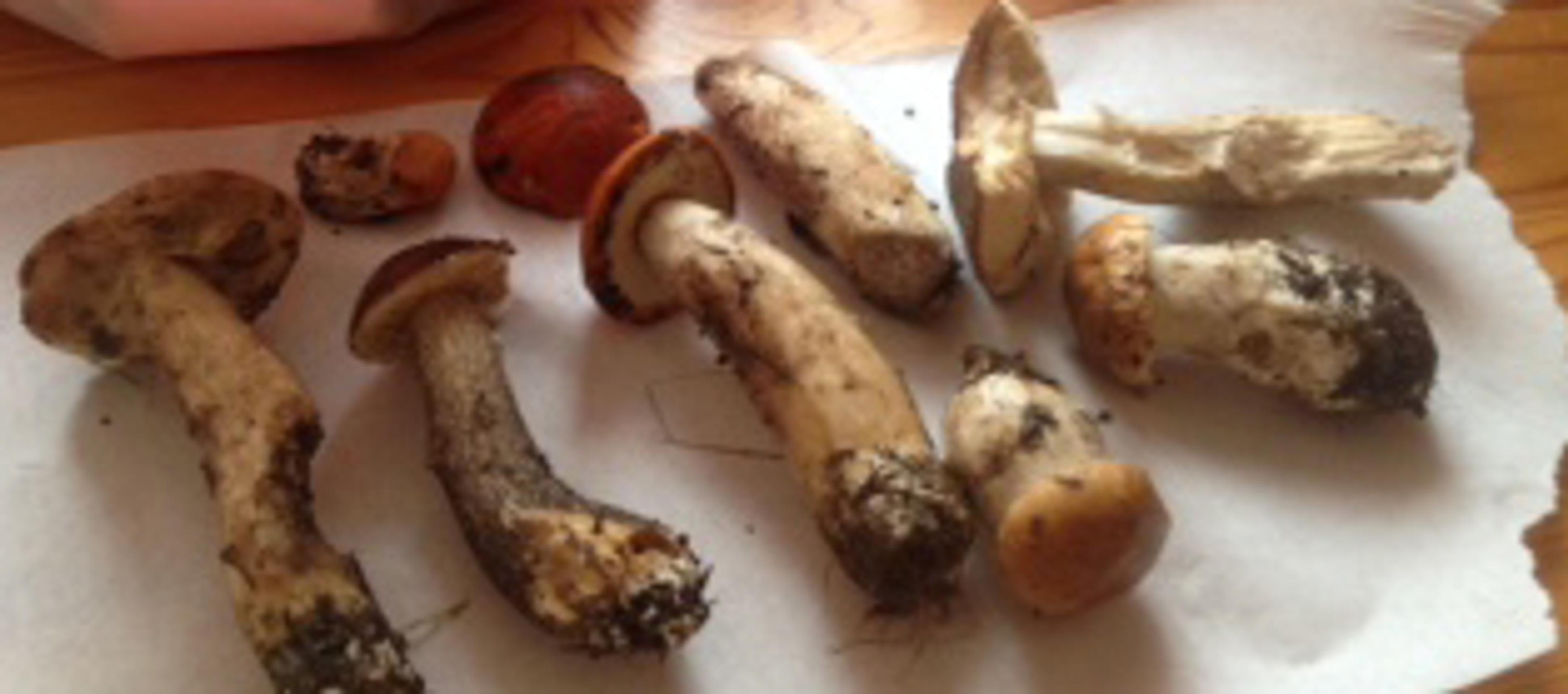 Úlovok z Lúčivnej.