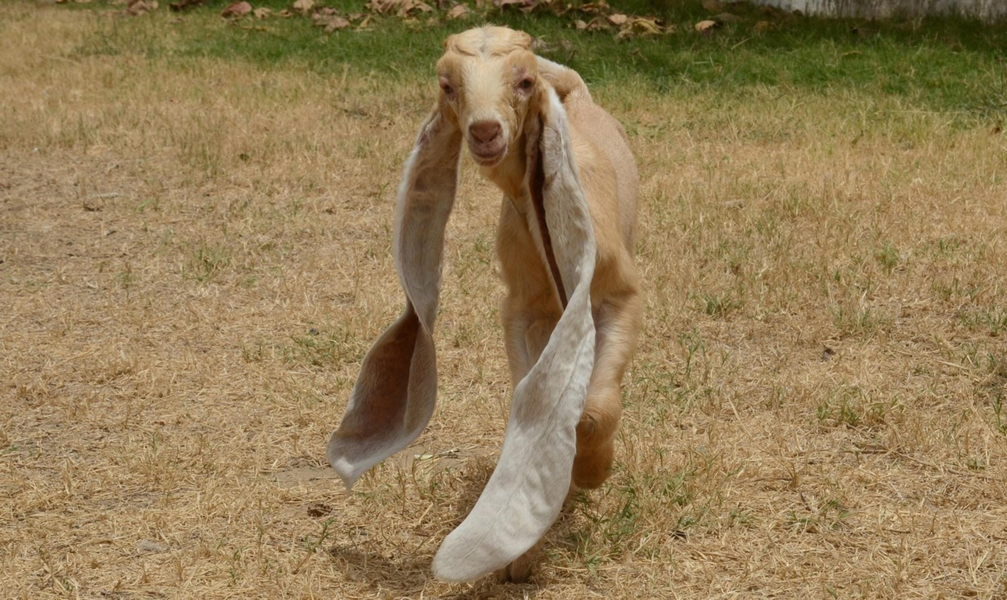 Uši ťahá po zemi a občas ich aj pristúpi