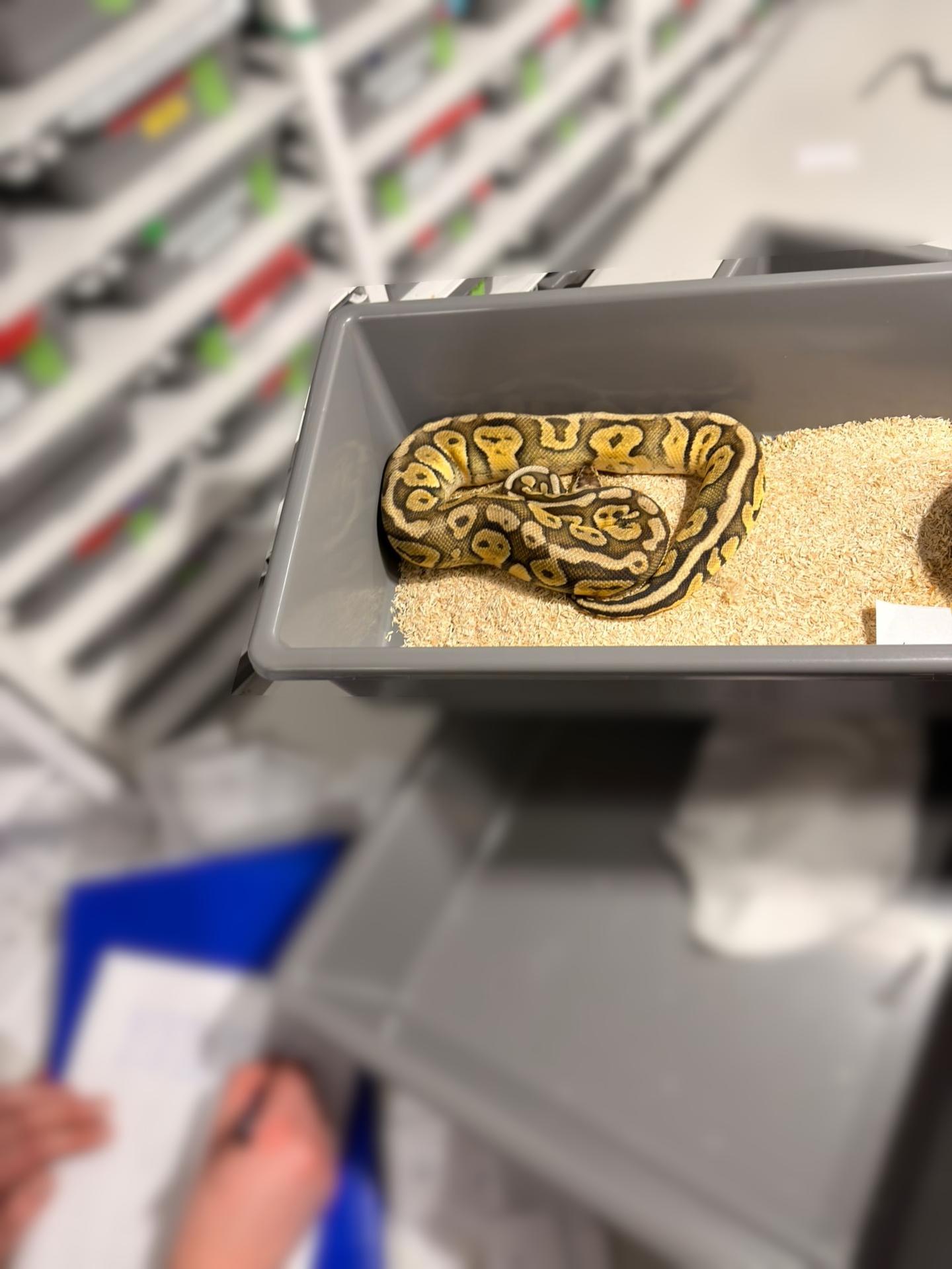 Had na schodisku odhalil 149 pytónov v byte v Krakove.