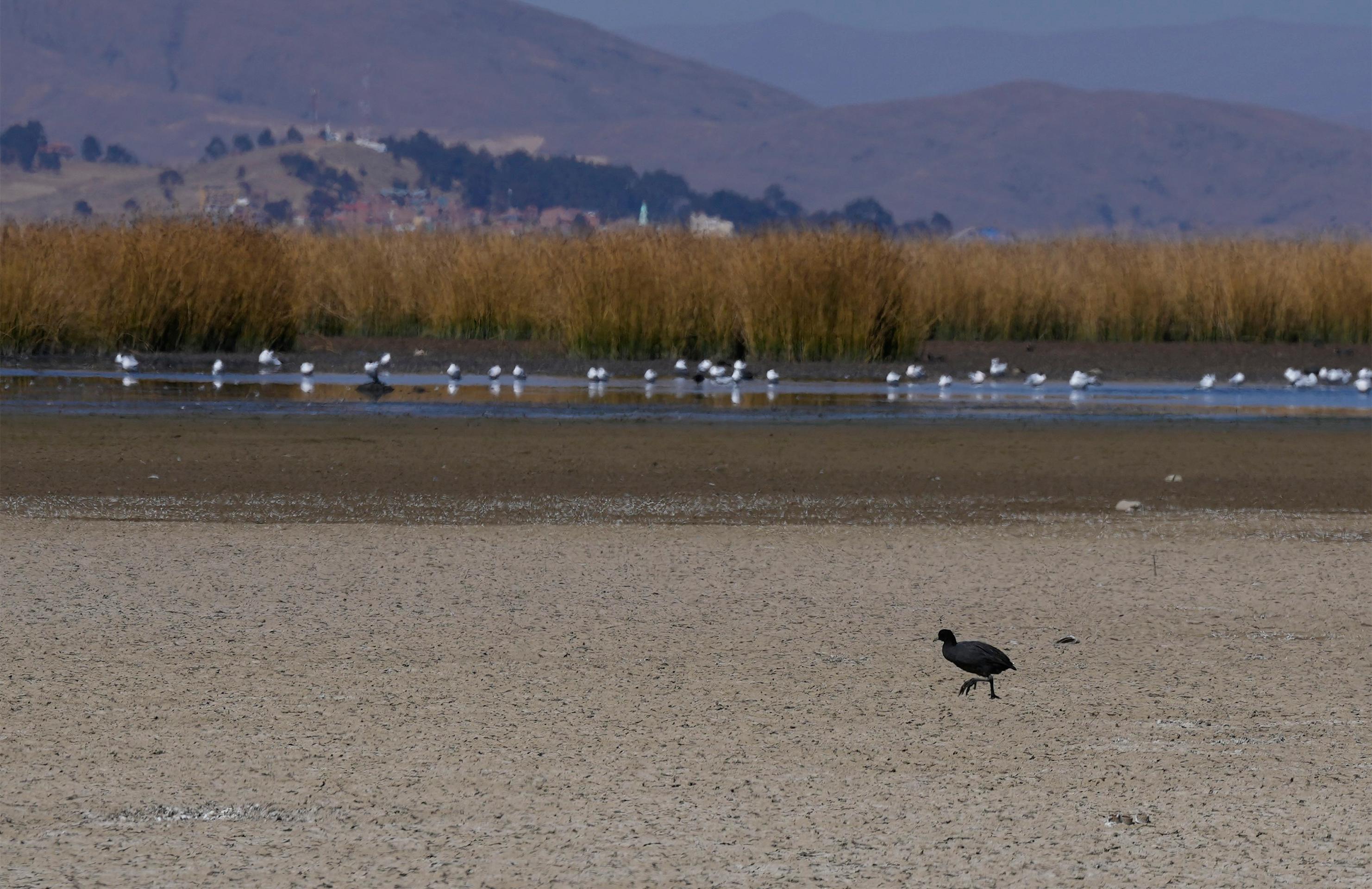 Vták kráča po opustenej časti jazera Titicaca.