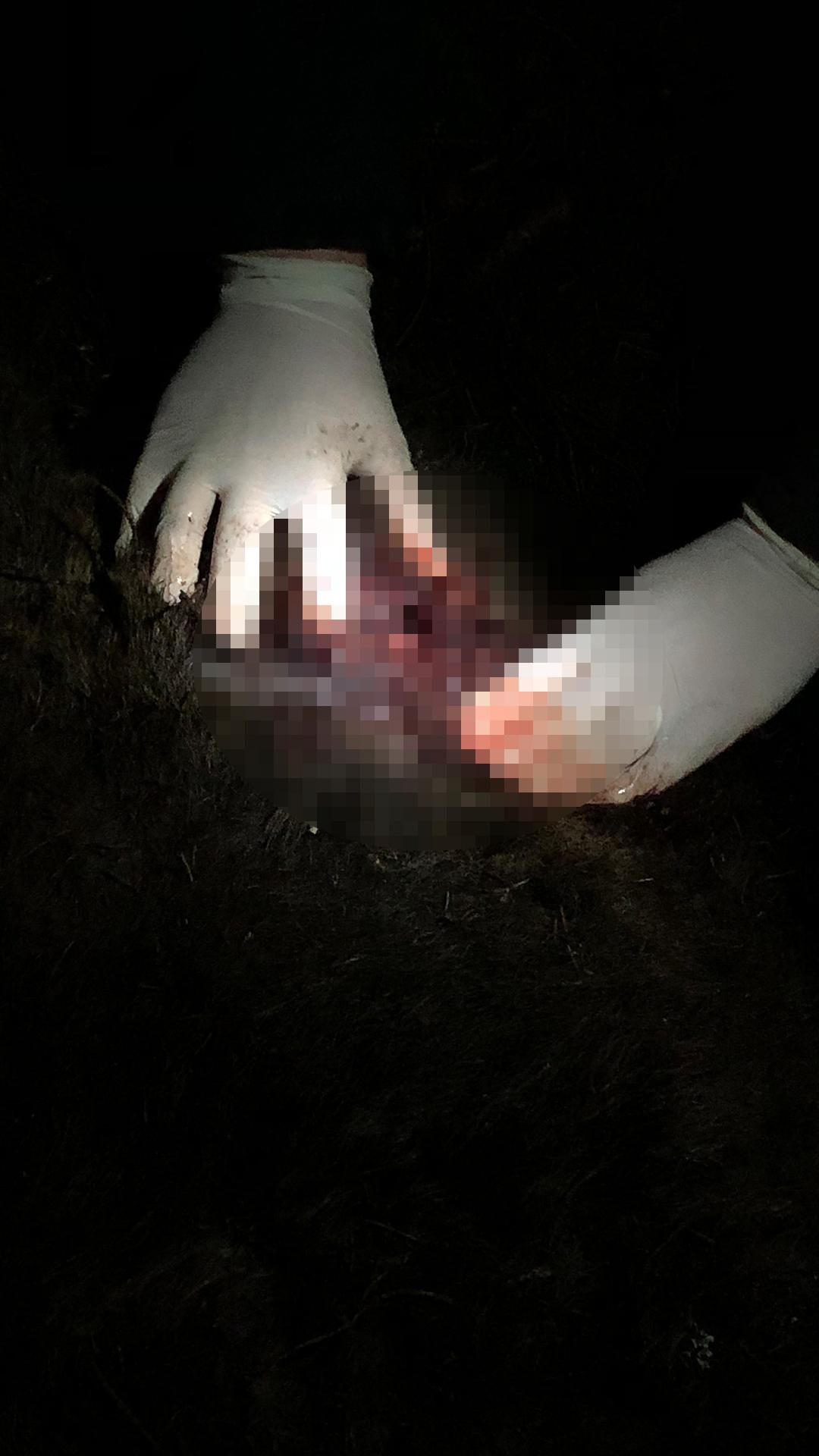 Rana v tele medveďa.