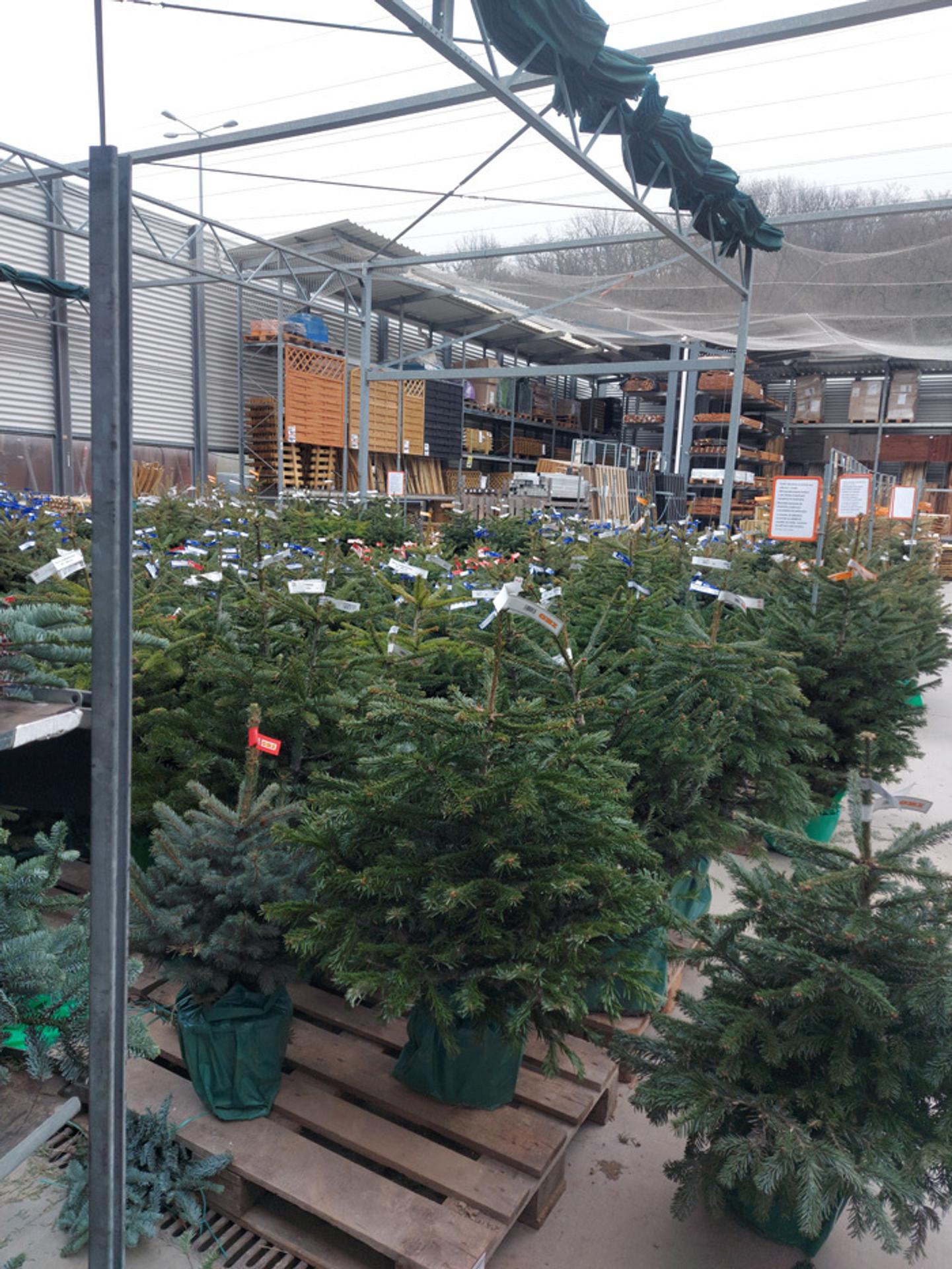 Predaj vianočných stromčekov lockdownu.