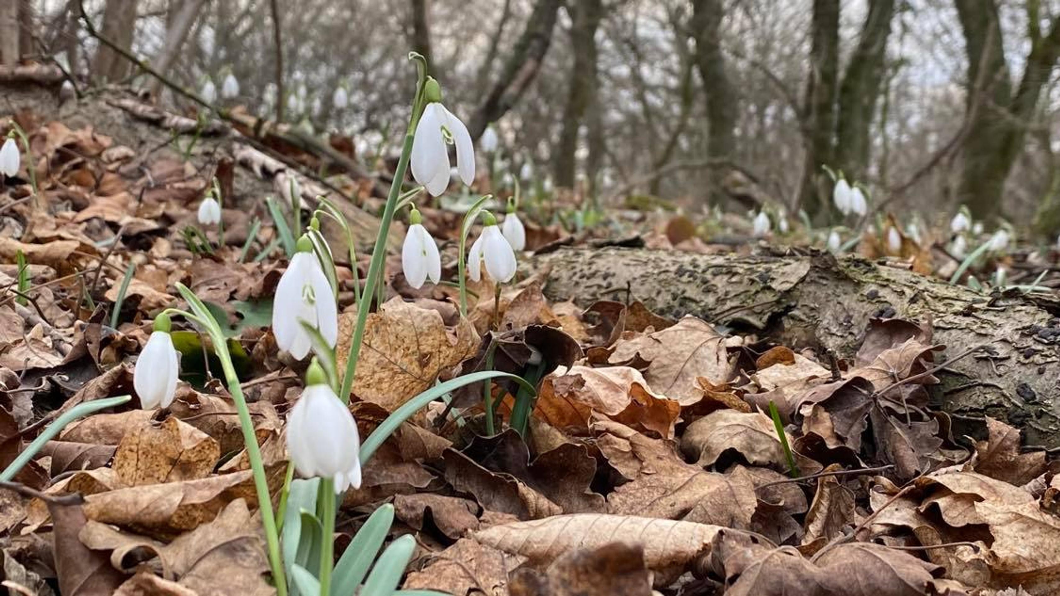 Snežienky v Bratislave.