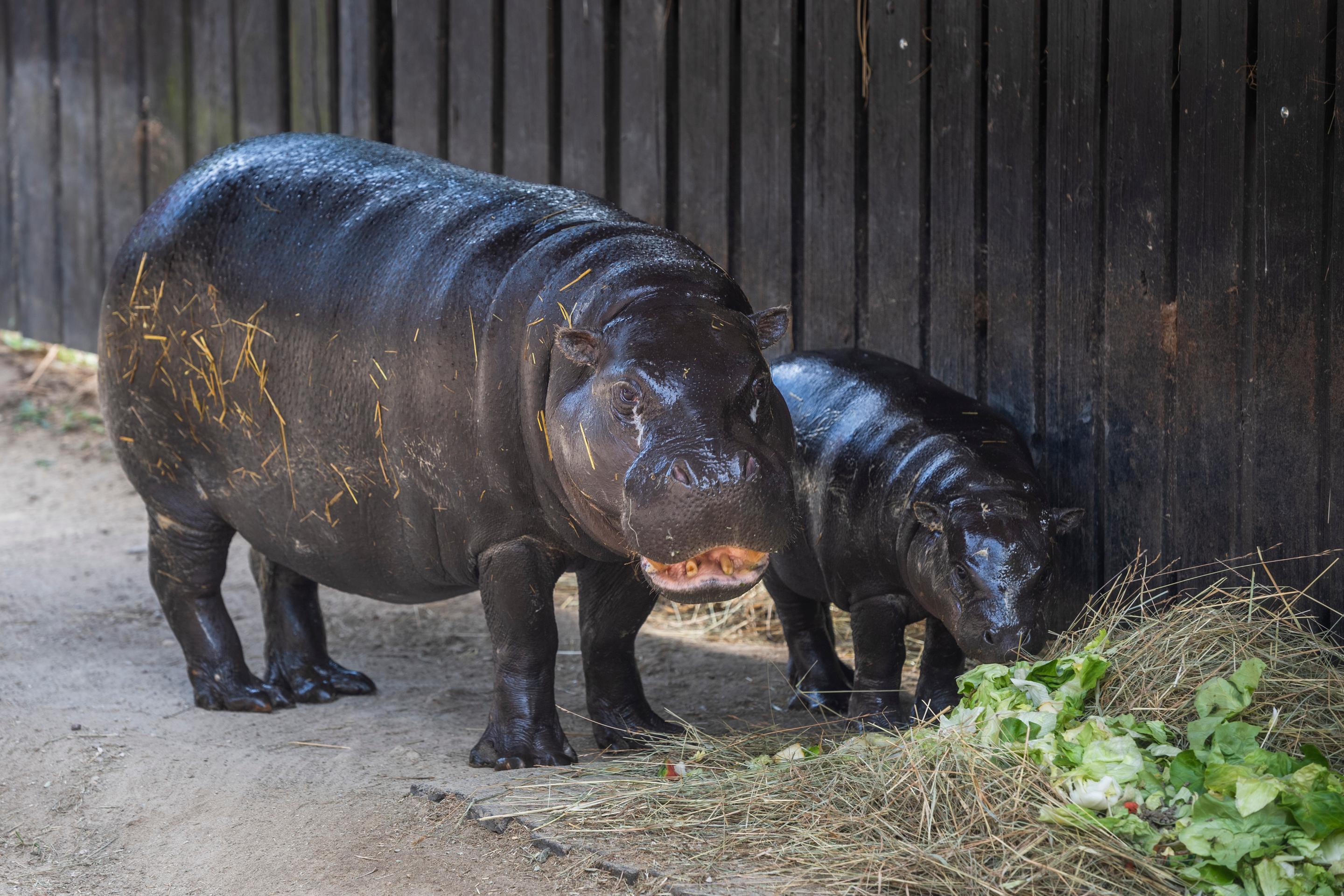 Na snímke zľava samica hrošíka libérijskeho Dimba a mláďa