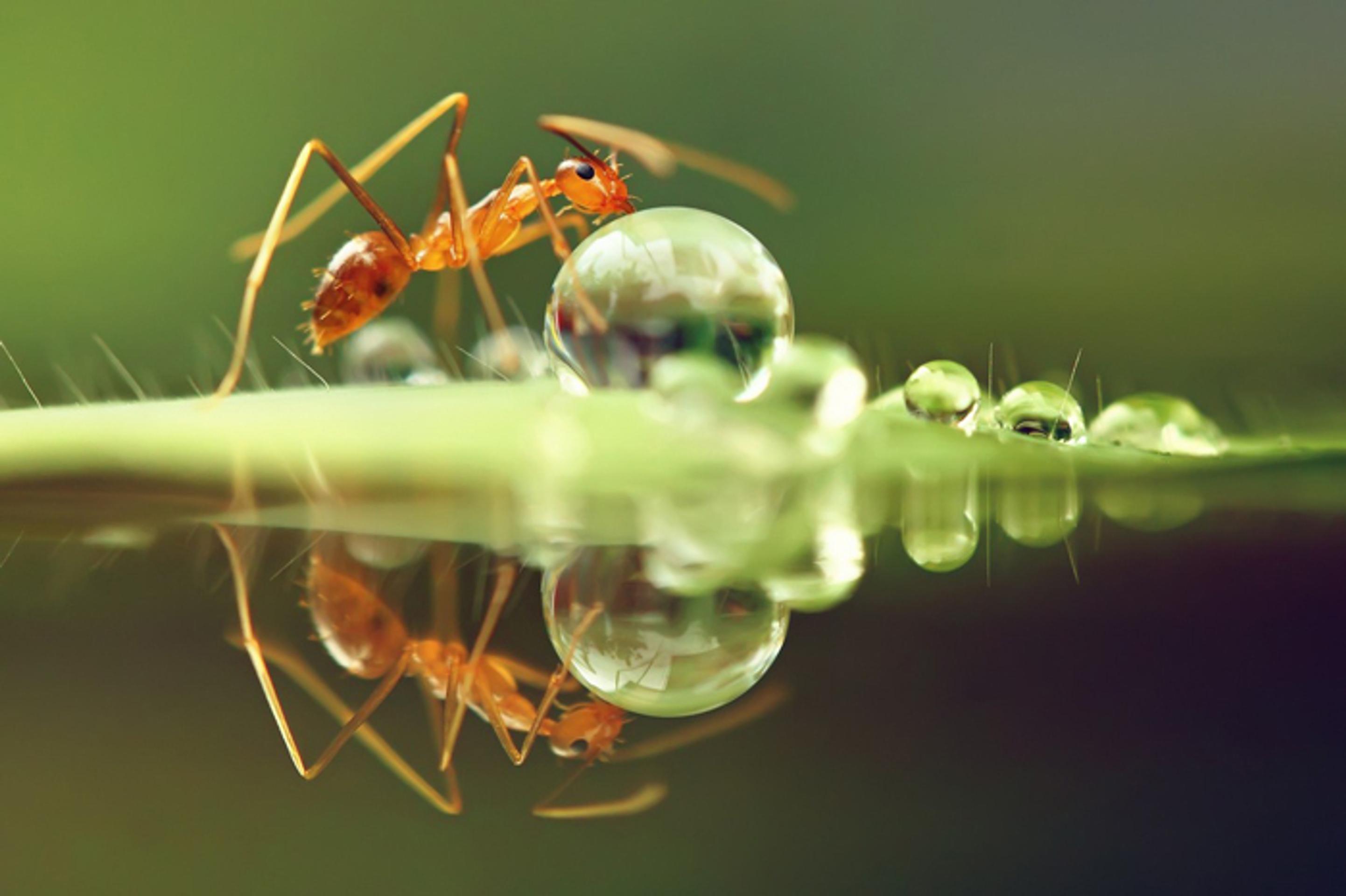 Mravec dokáže preniesť aj kvapku vody.