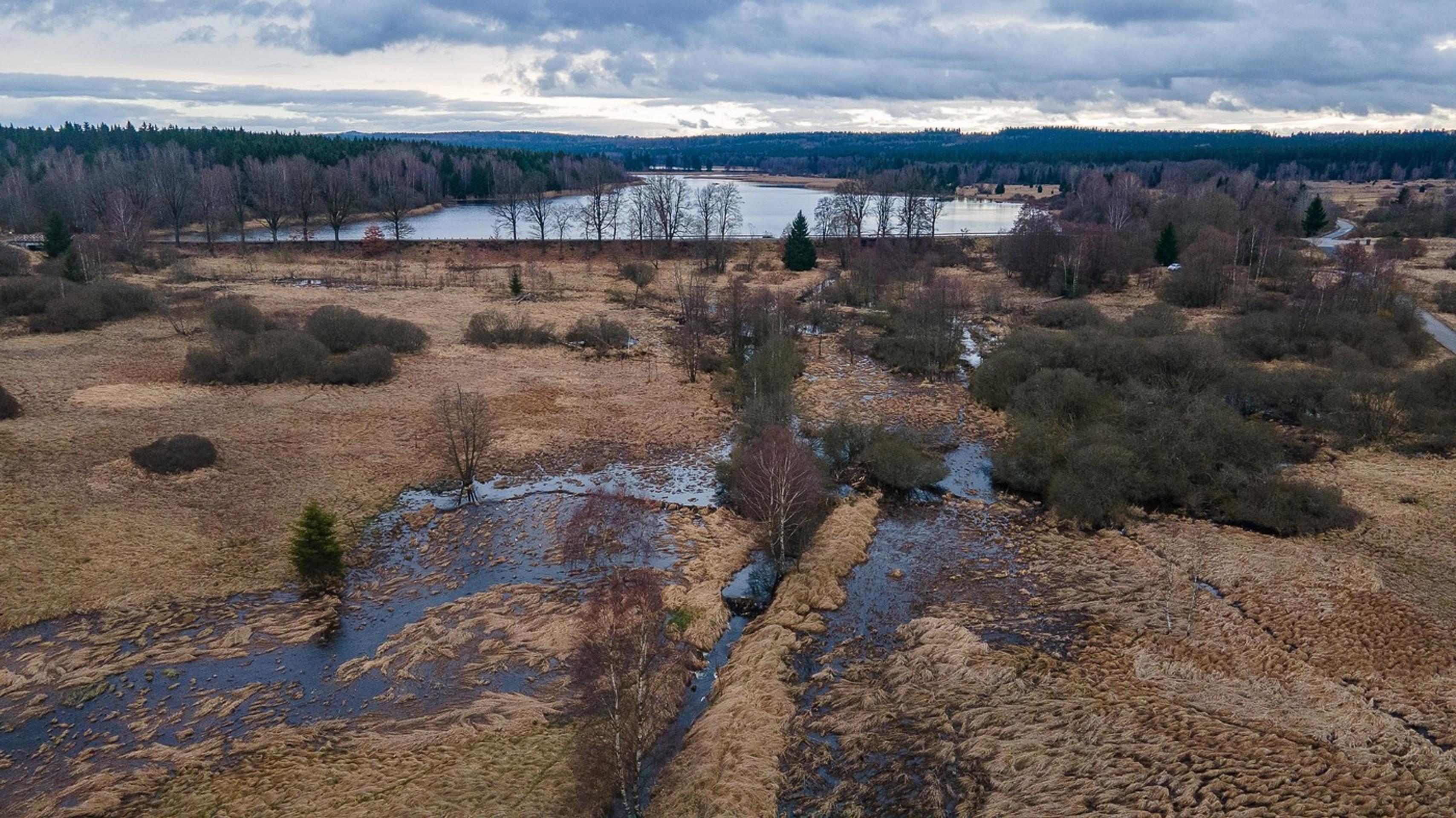 Mokrade vytvorené bobrami žijúcimi v oblasti Padtrťských jazier.