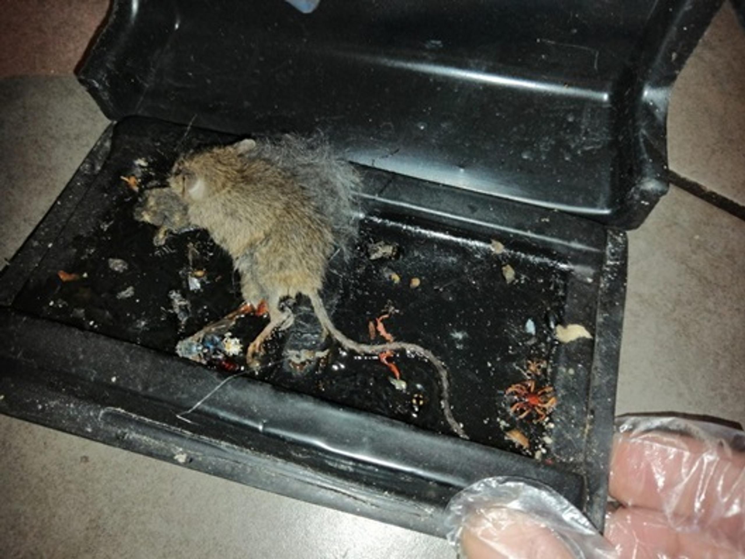 Potravinová kontrola.