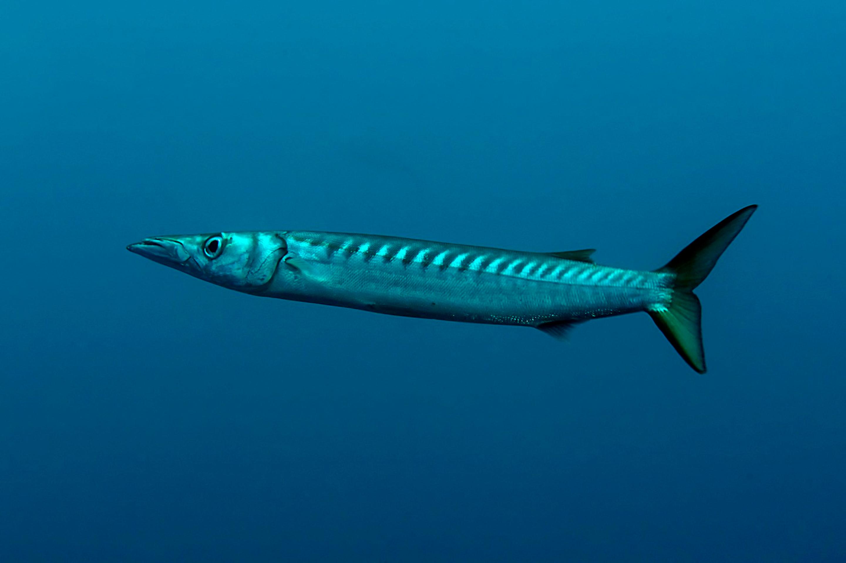 Barakuda stredomorská (Sphyraena viridensis).