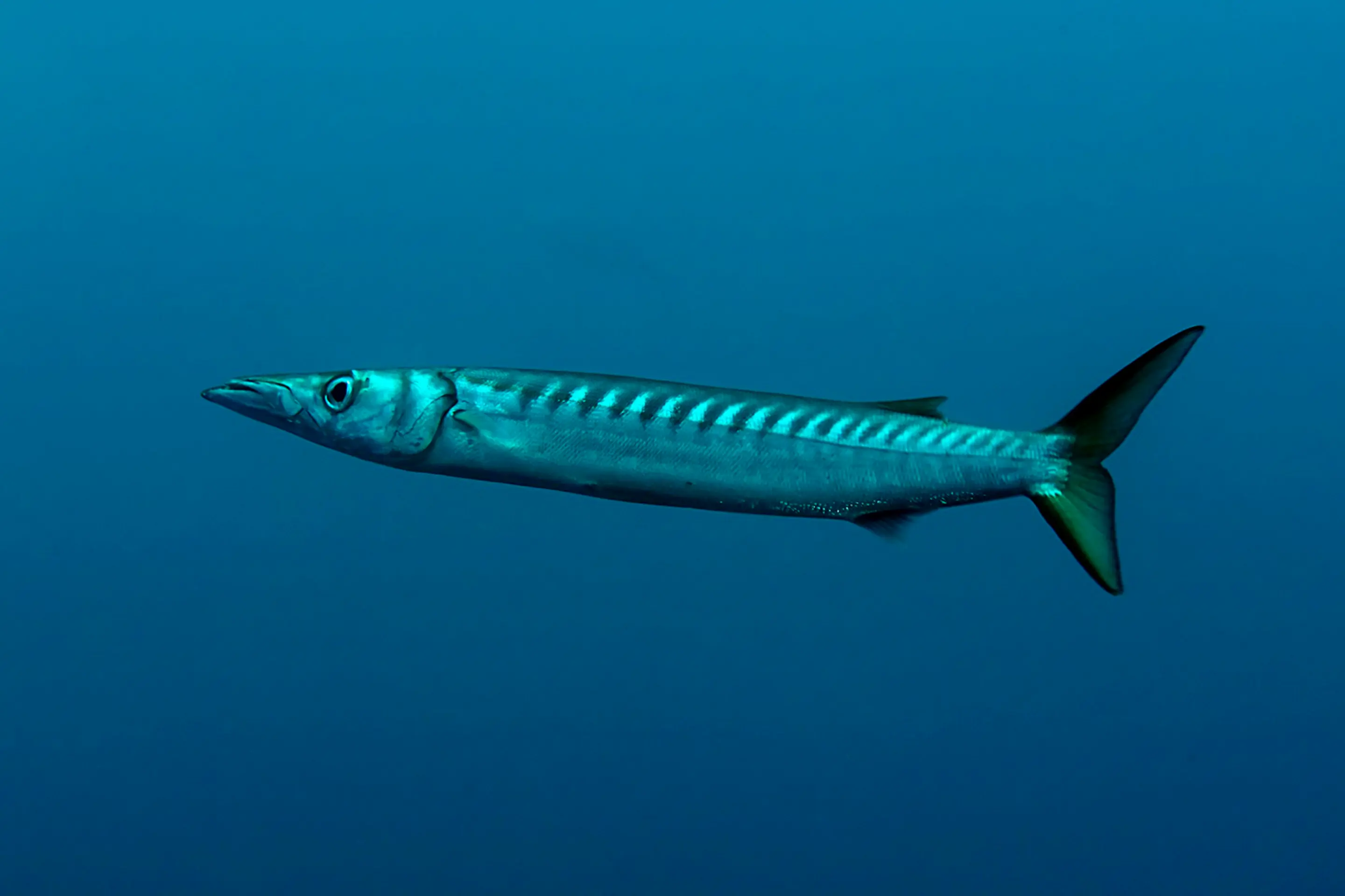 Barakuda stredomorská (Sphyraena viridensis).