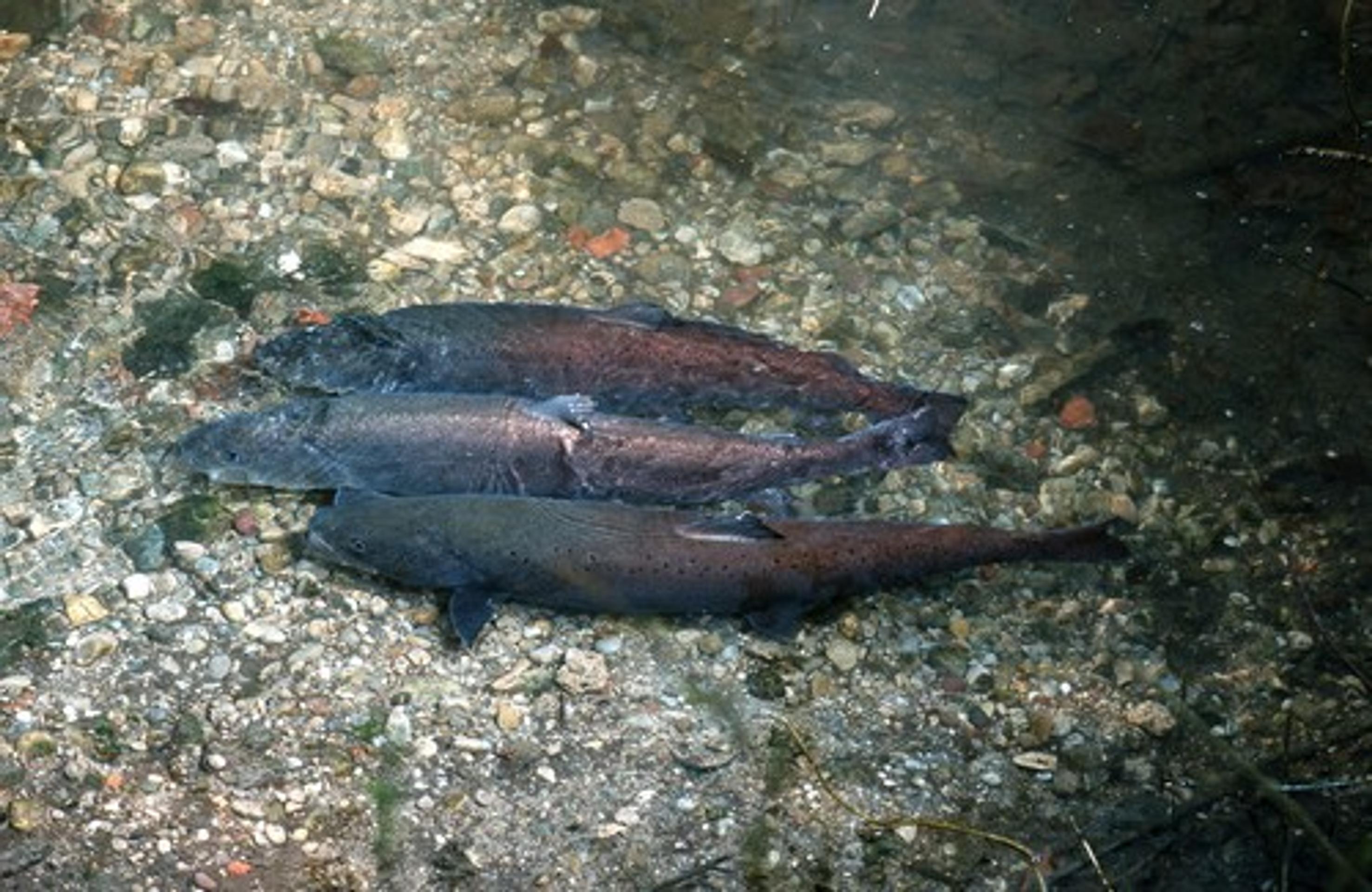 Hlavátka podunajská (lat. hucho hucho)