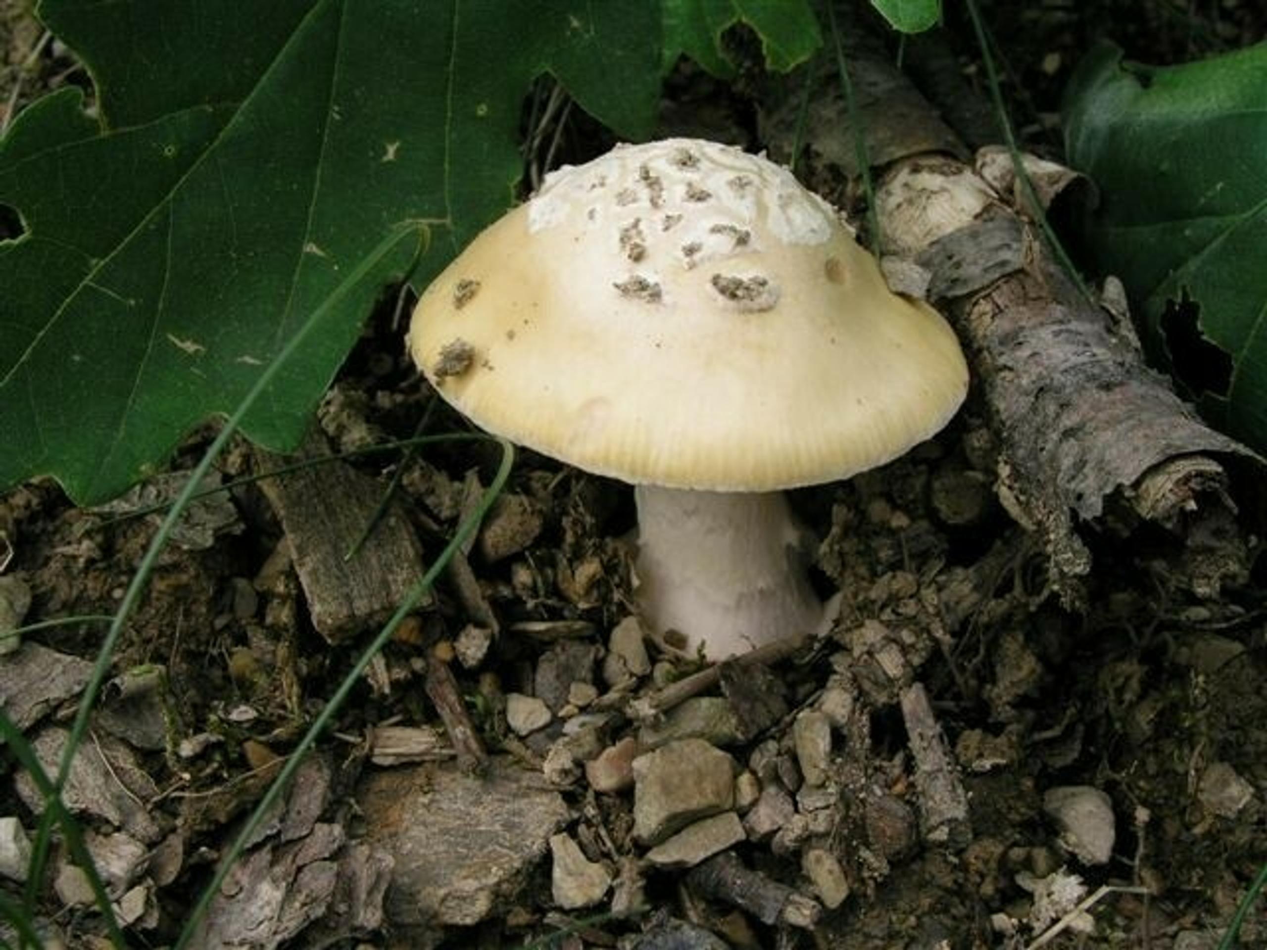 Jedovatá huba - muchotrávka slamovožltá.