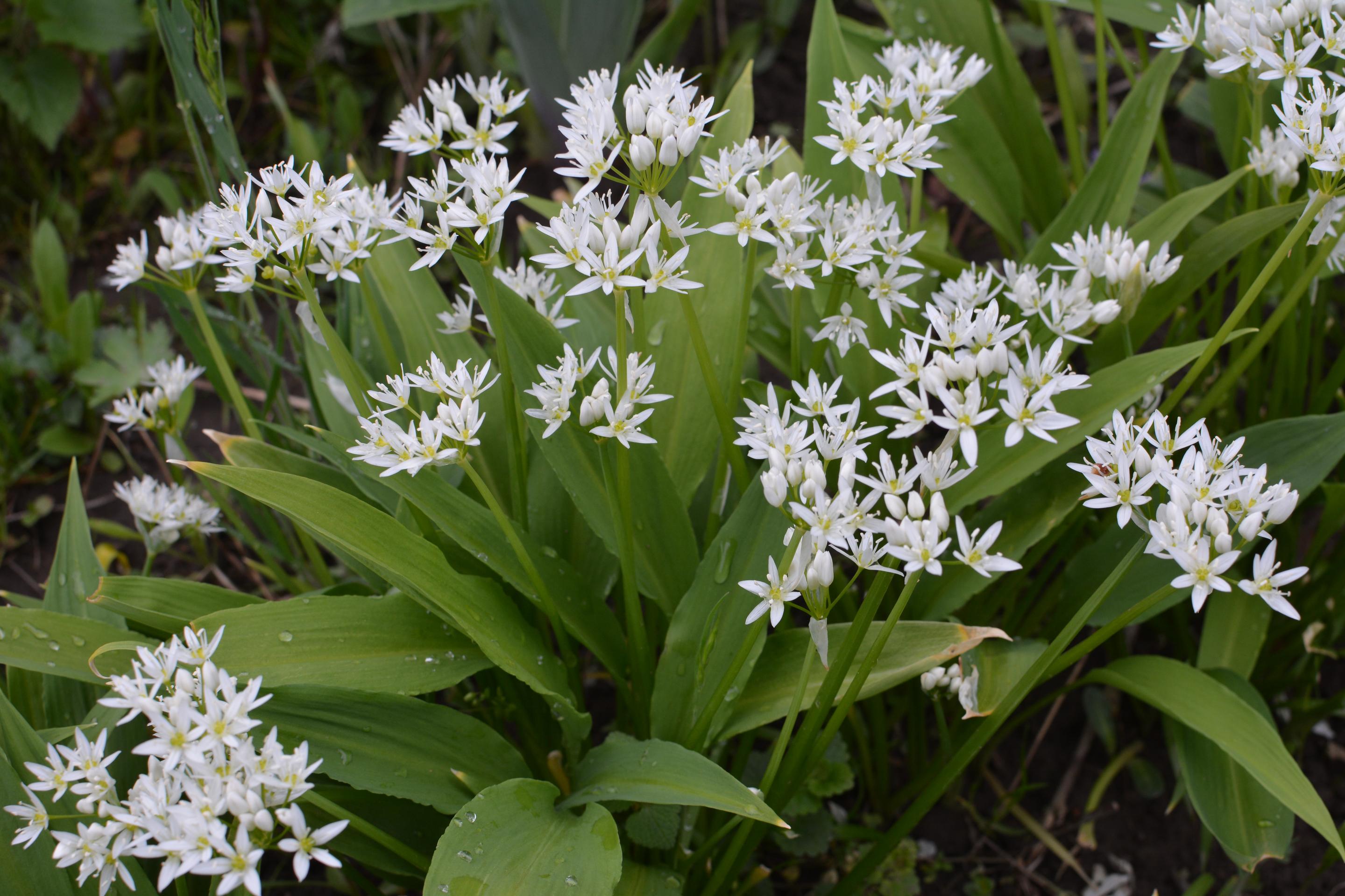 Medvedí cesnak (allium ursinum).