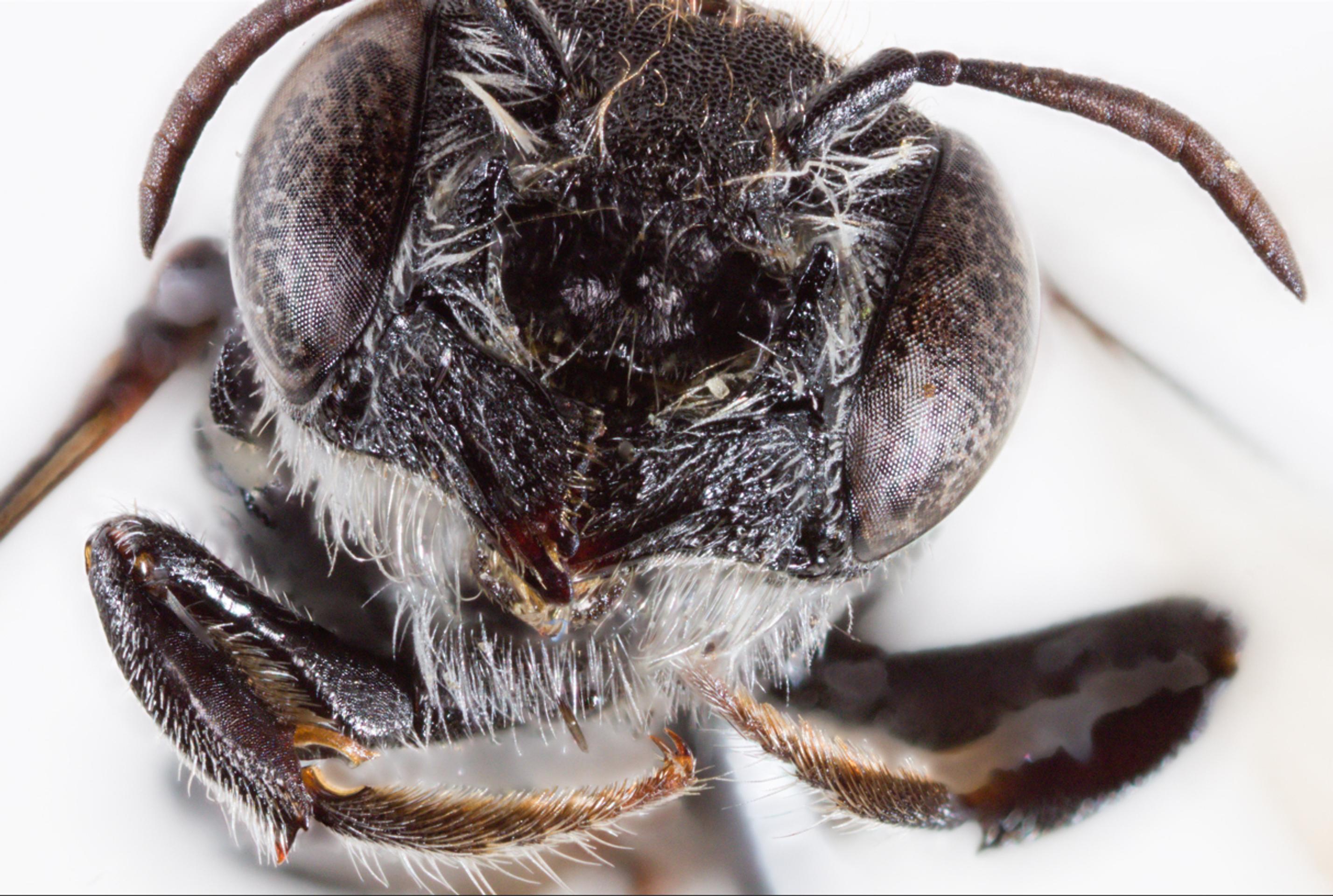 Megachile Lucifer - nový druh včely objavený v Austrálii.