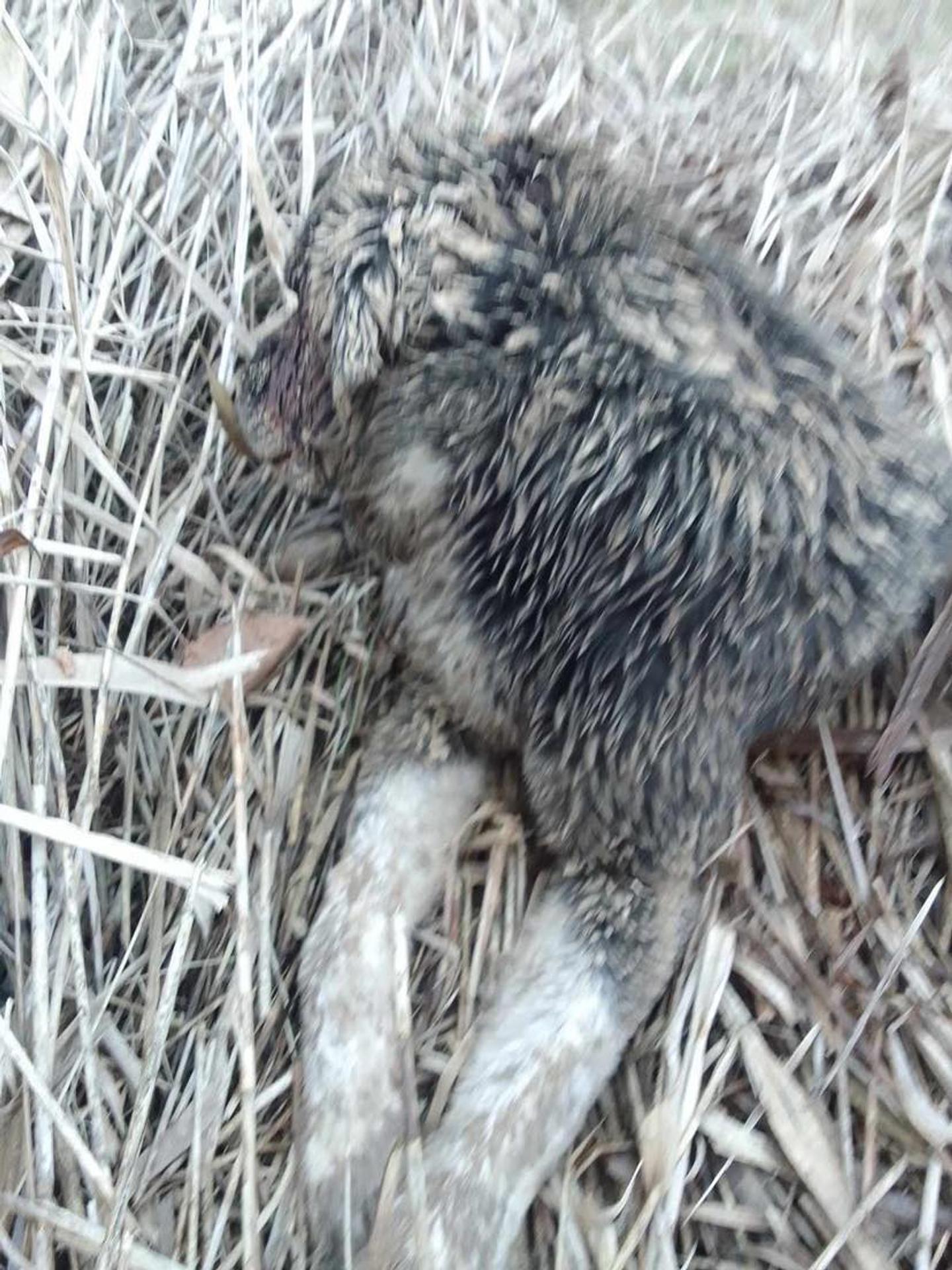 Takto vyzeral Benny, keď ho našli.