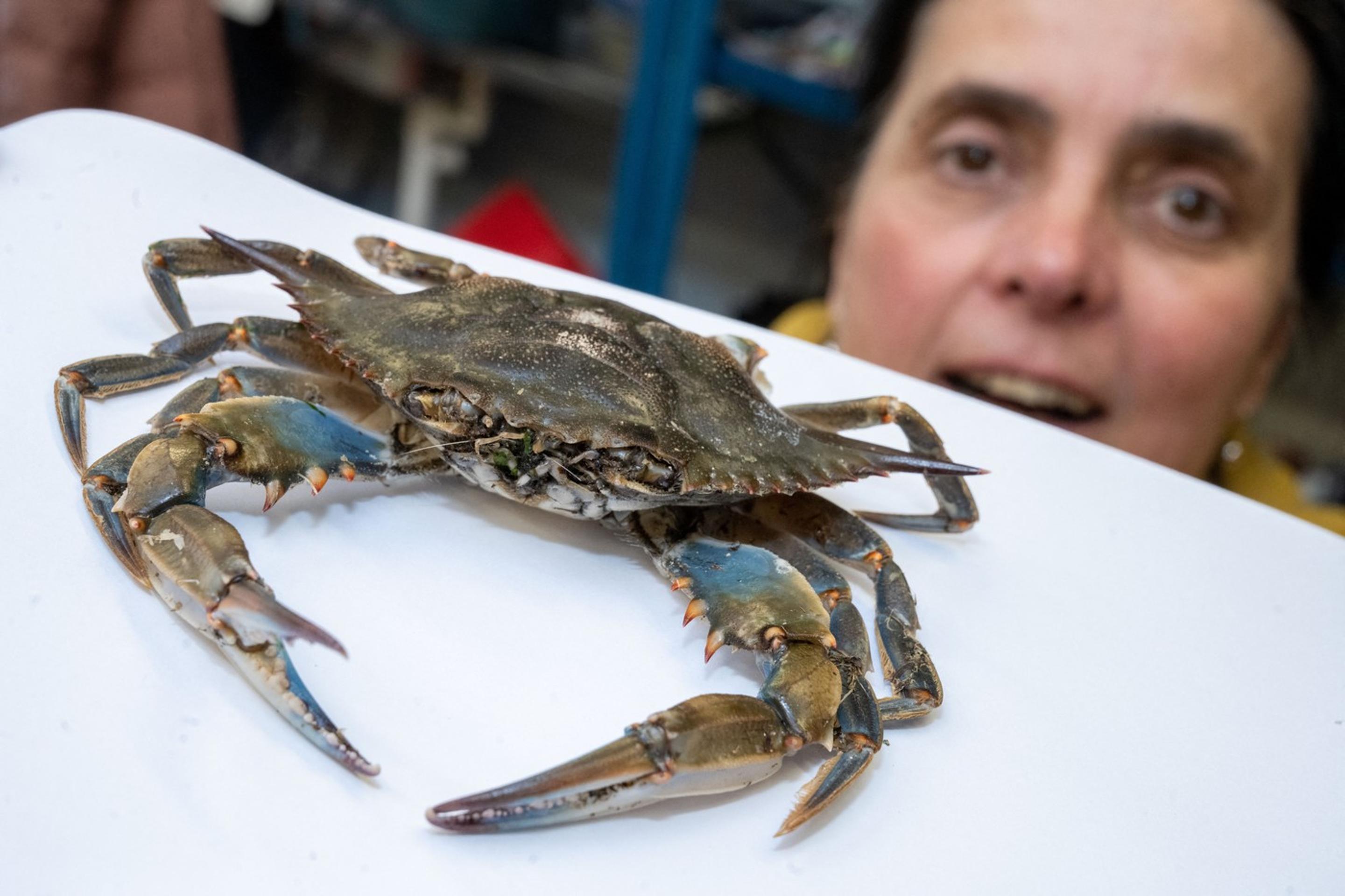 Krab modrý (lat. Callinectes sapidus).