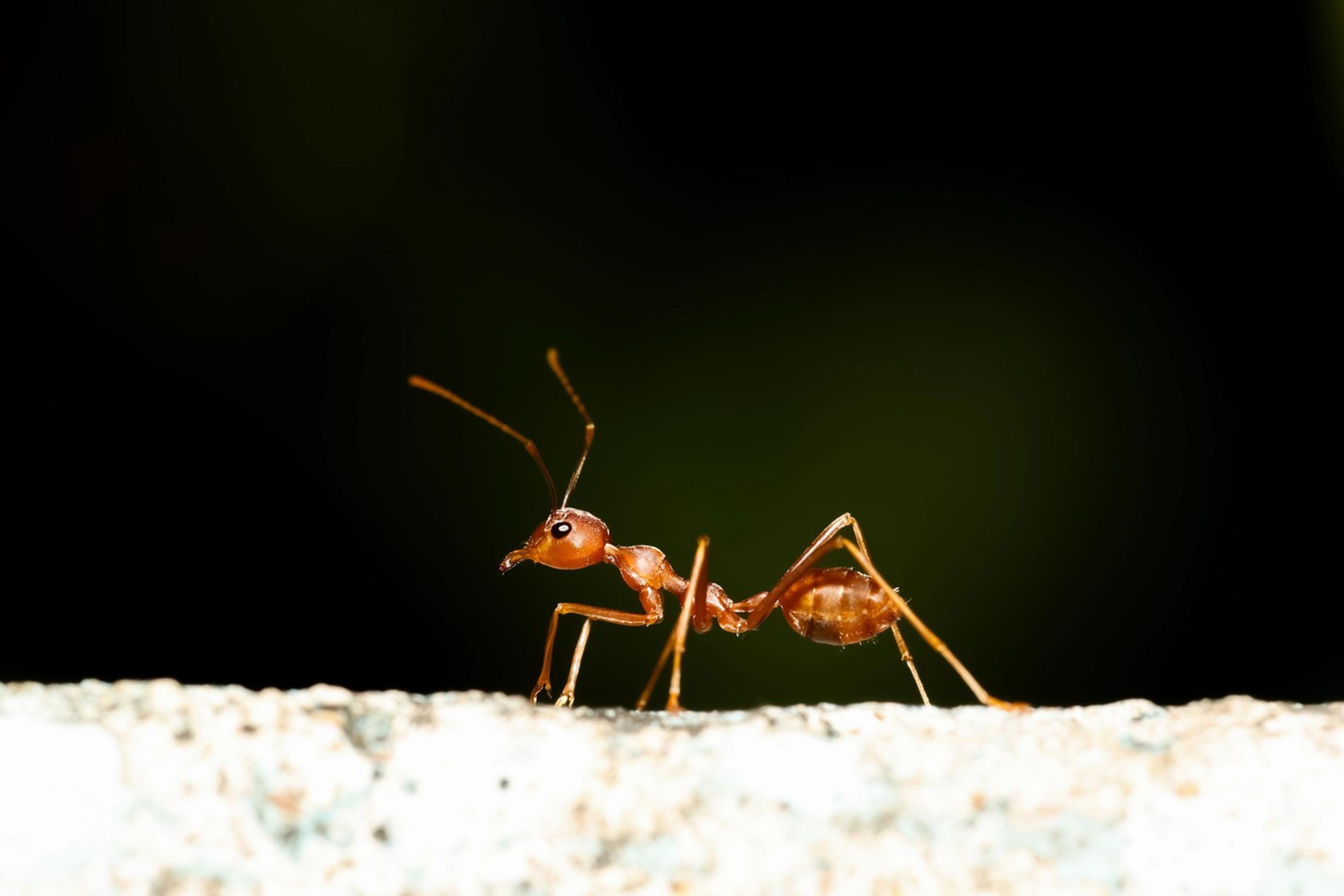Červený mravec ohnivý (Solenopsis invicta)