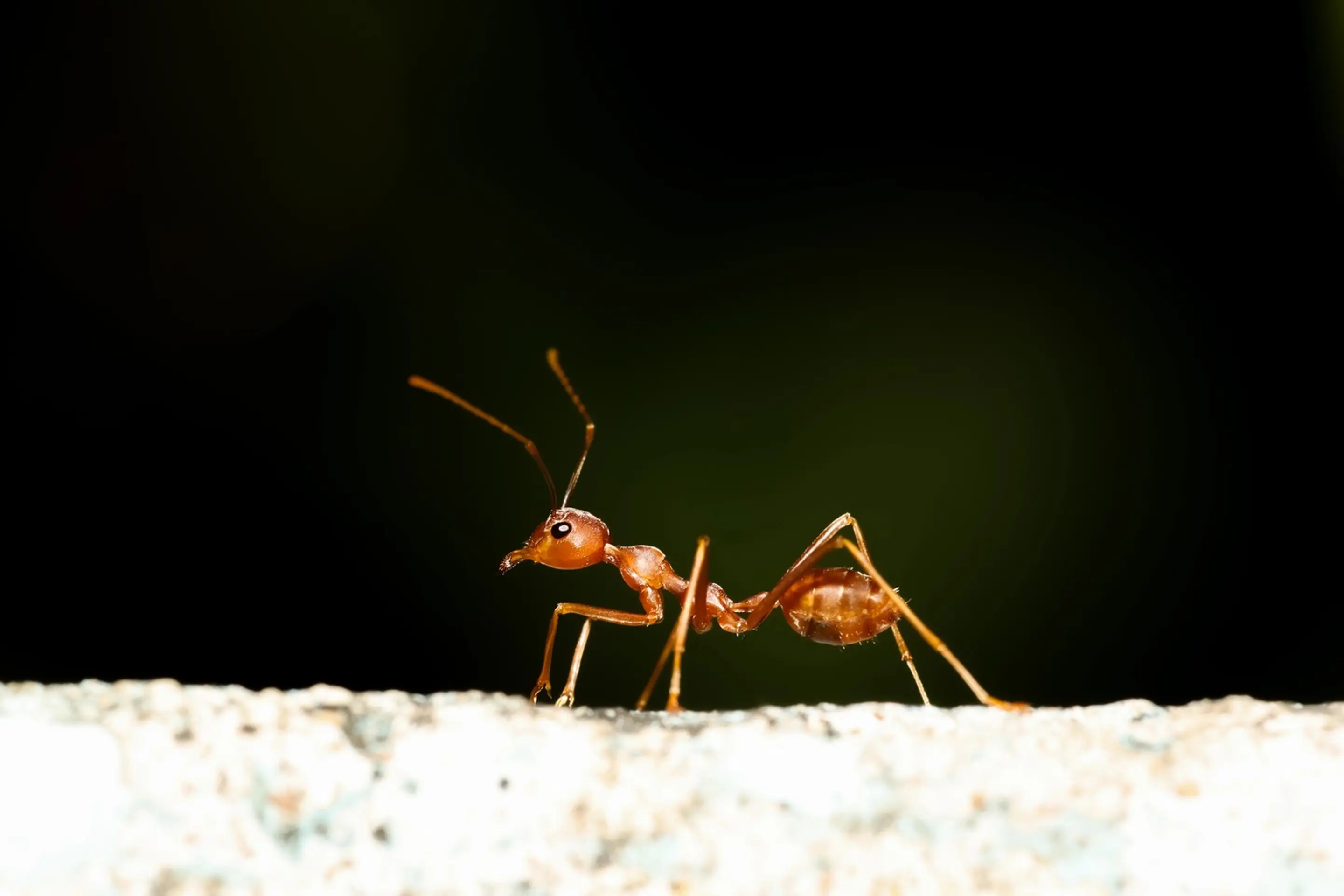 Červený mravec ohnivý (Solenopsis invicta)