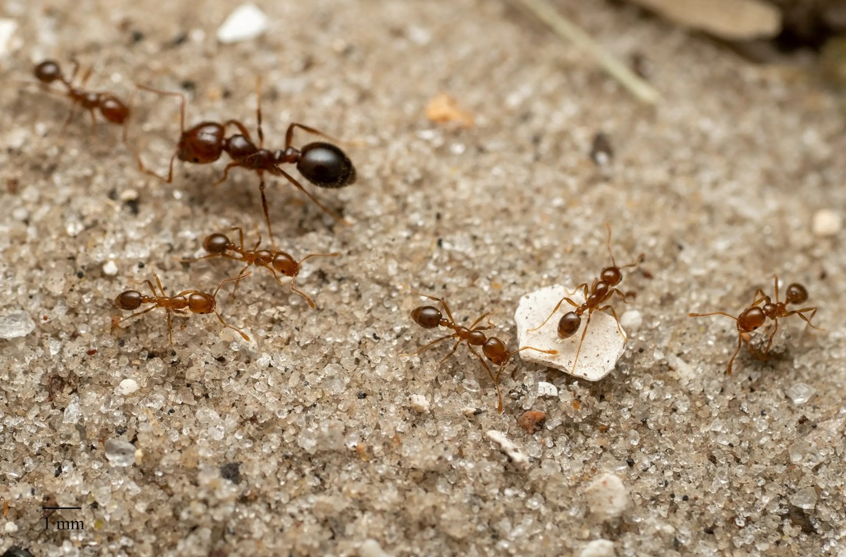 Červený mravec ohnivý (Solenopsis invicta)