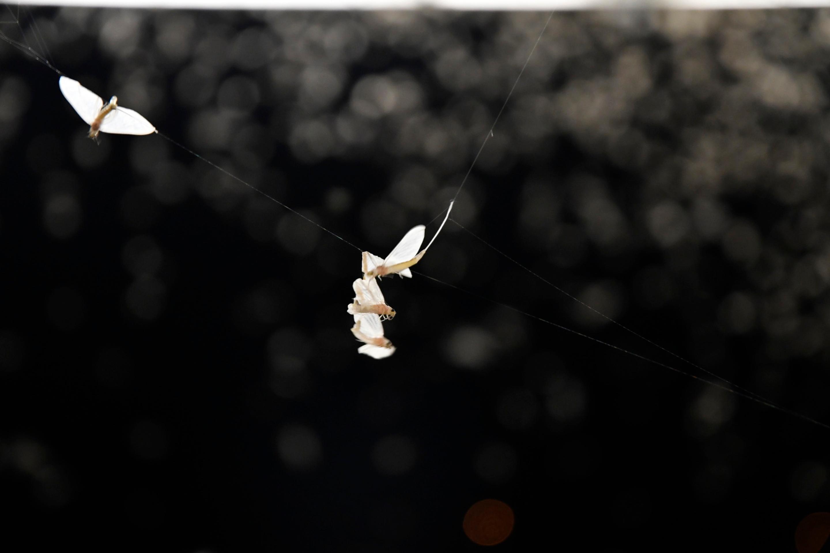 Na snímke Kolonádový most cez rieku Váh počas večerného rojenia podeniek