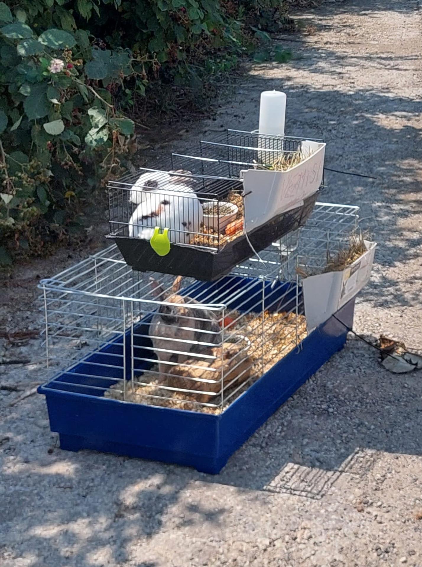 Nitriansky útulok zachraňoval z horúcich klietok zajace