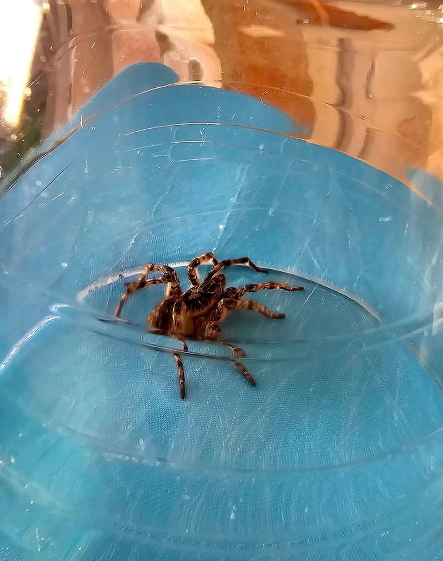 Strehúň škvrnitý