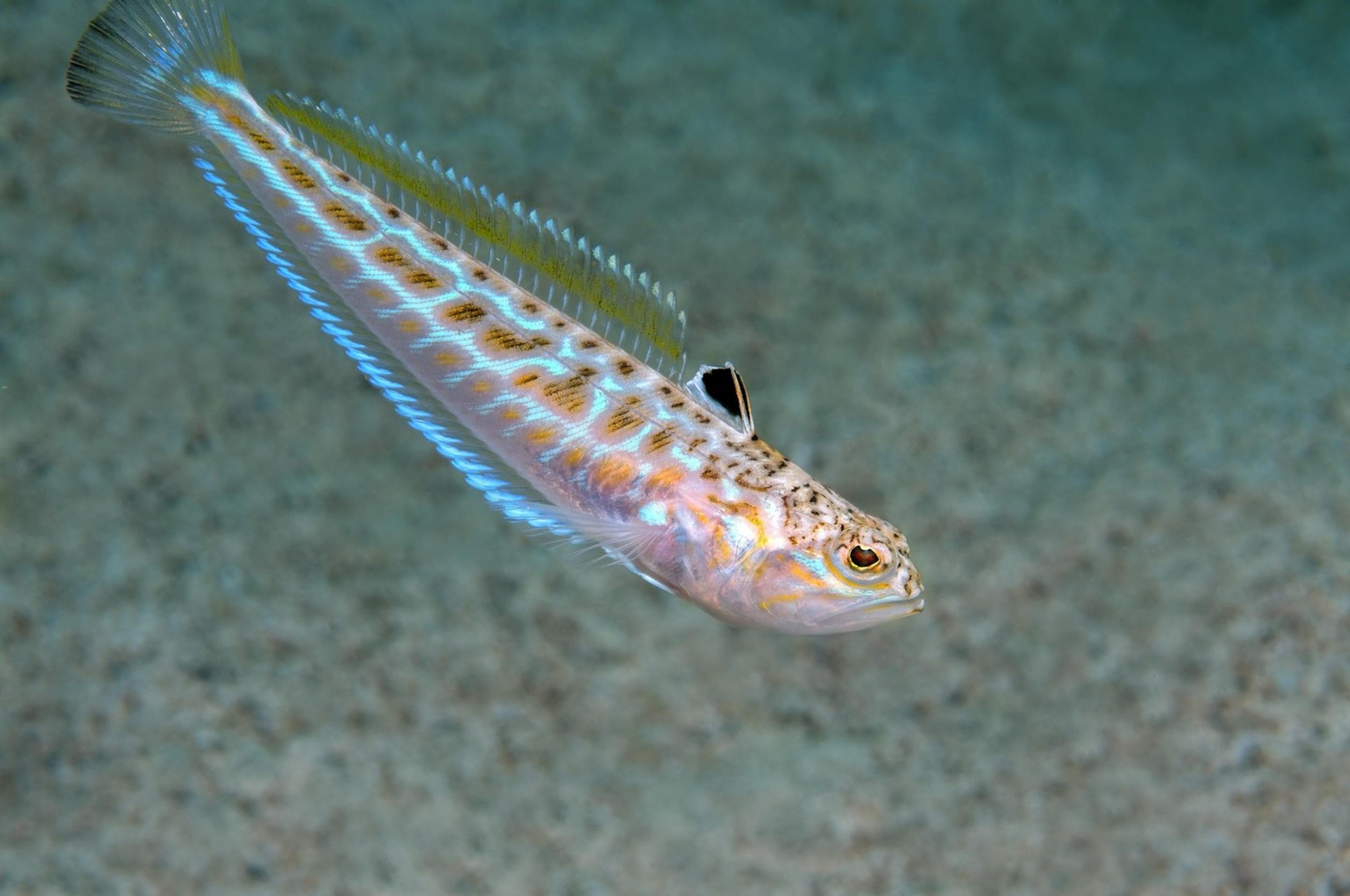 bodavec veľký (lat. Trachinus draco)