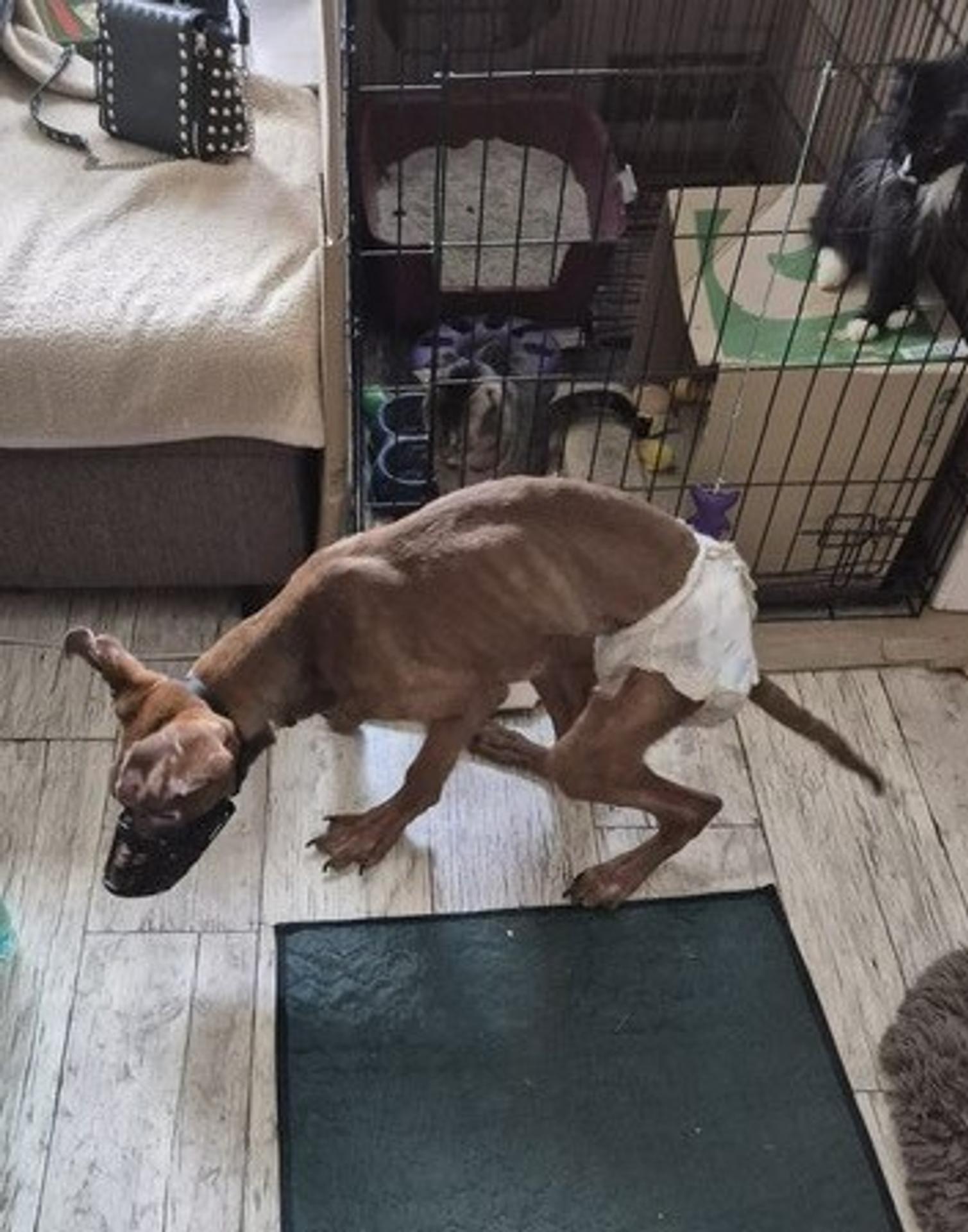 Brutálne týranie zvieraťa.