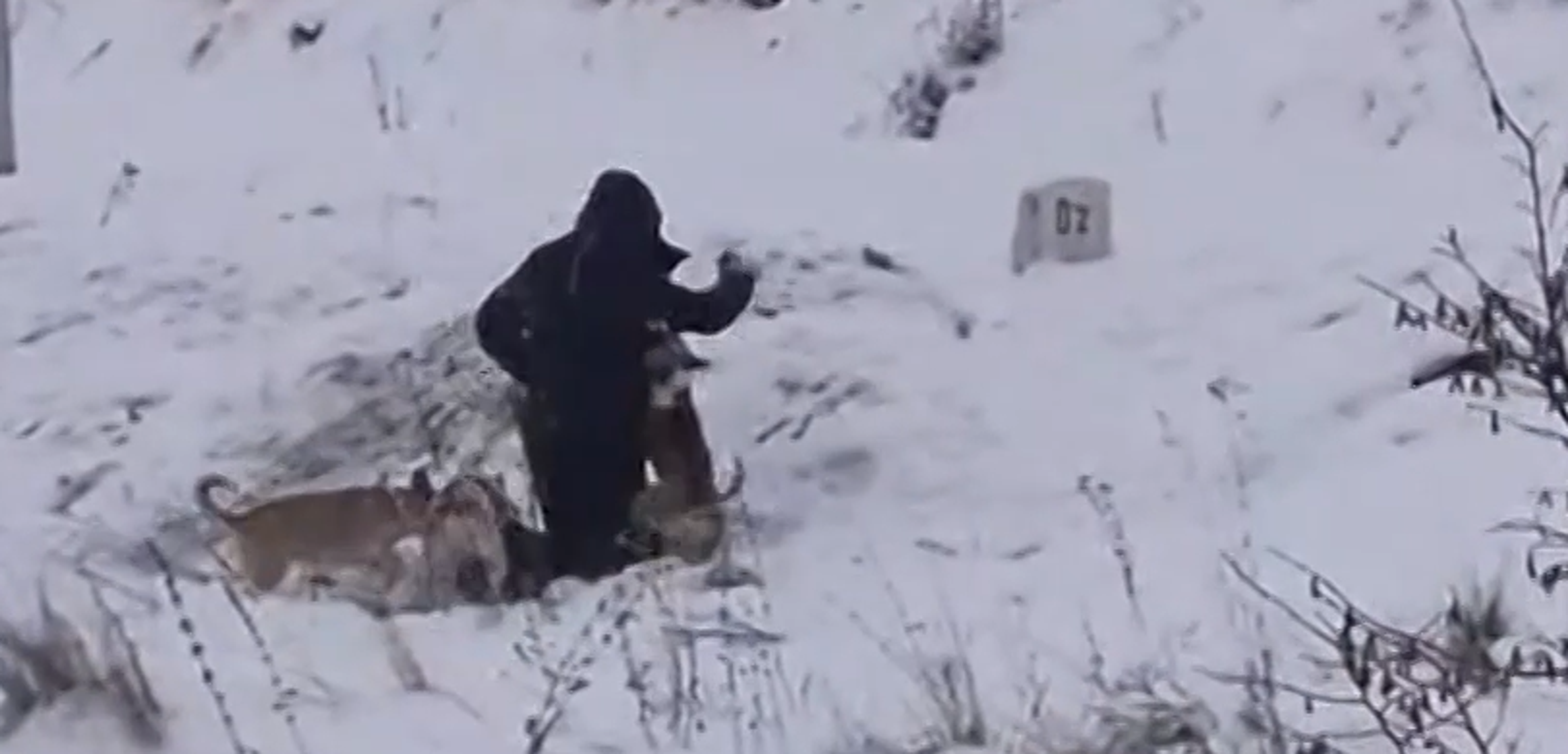 Muža pod Tatrami napadli psy-