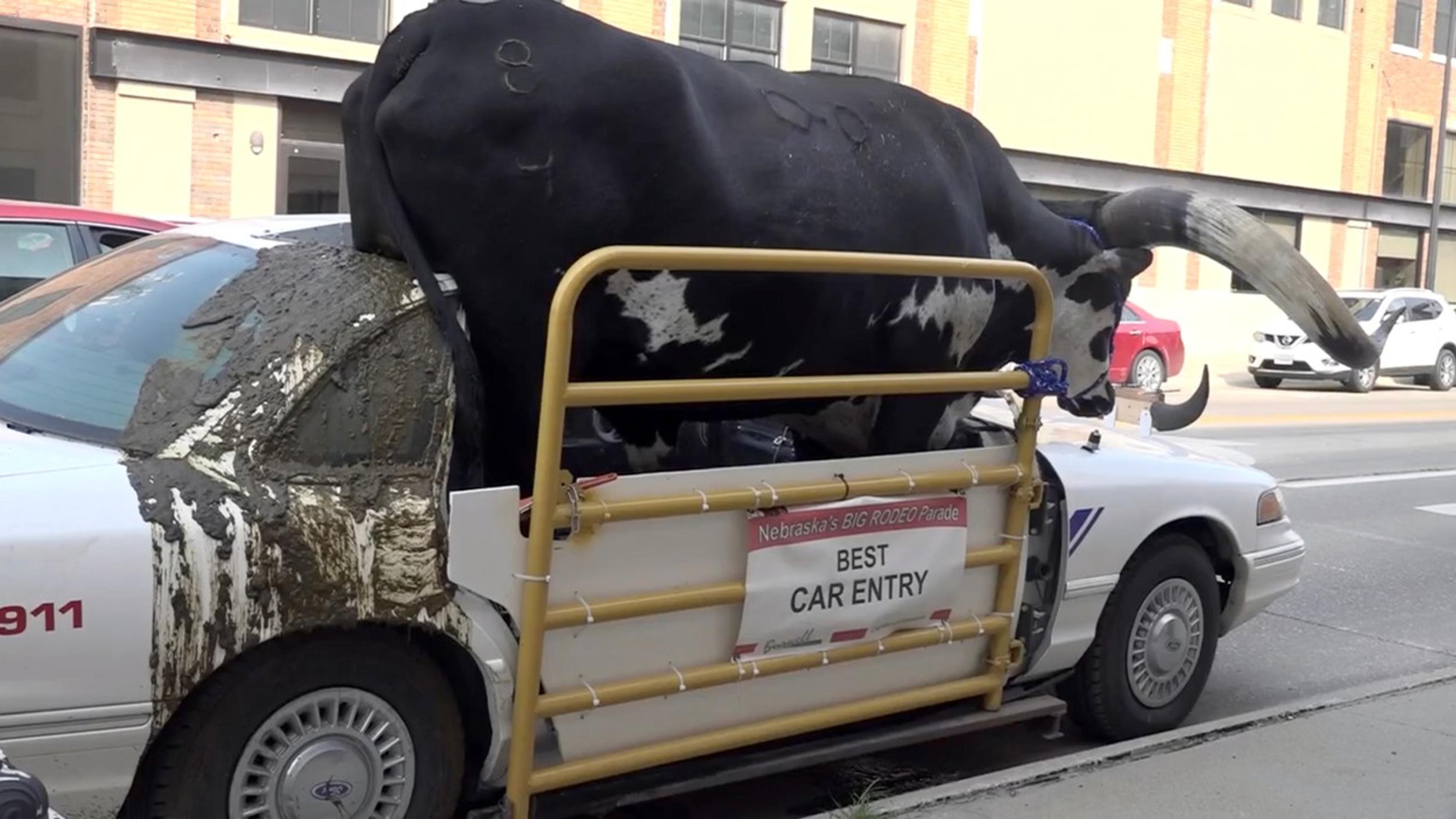 Býk pasažierom v aute.
