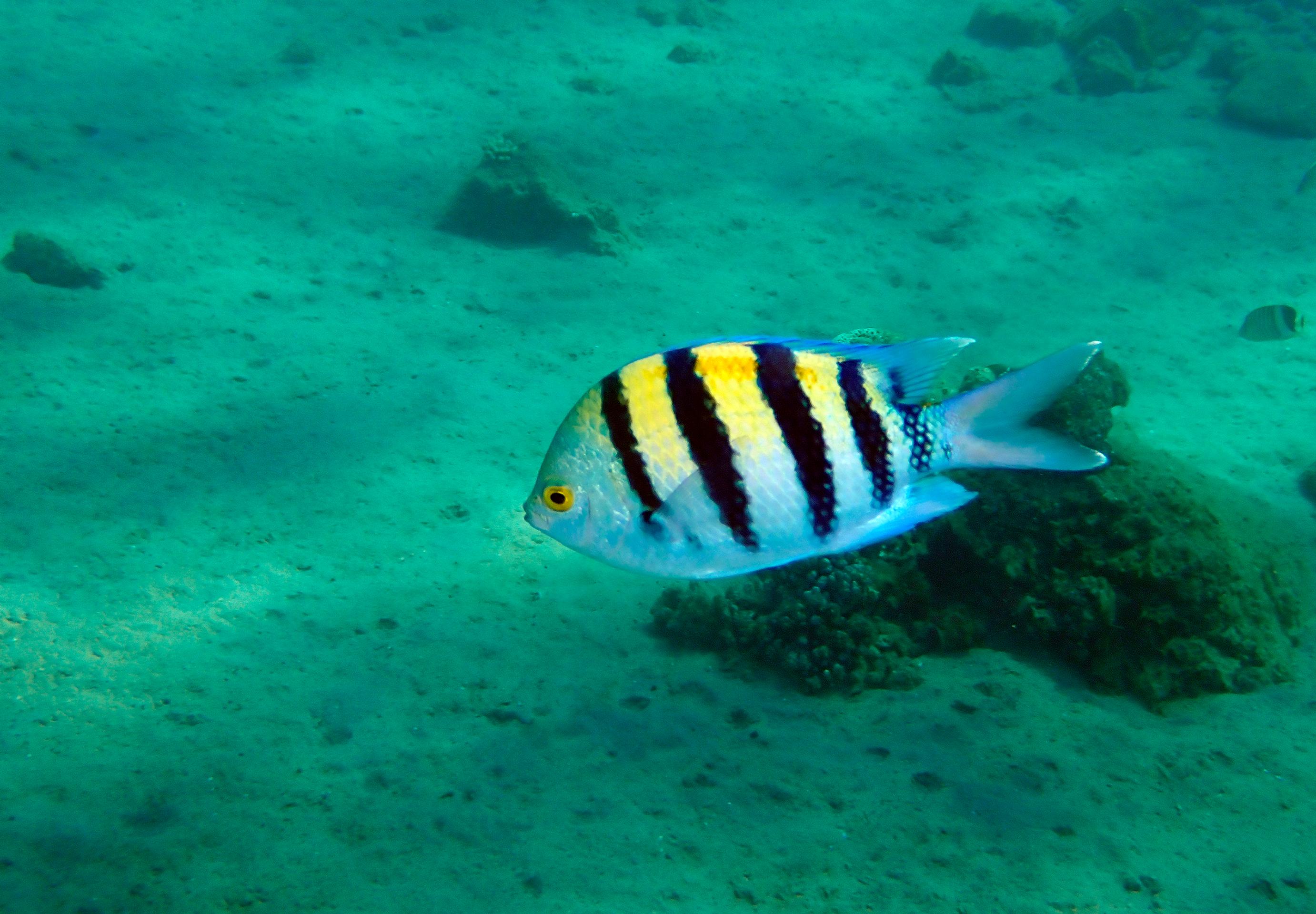 Útesník pruhovaný.