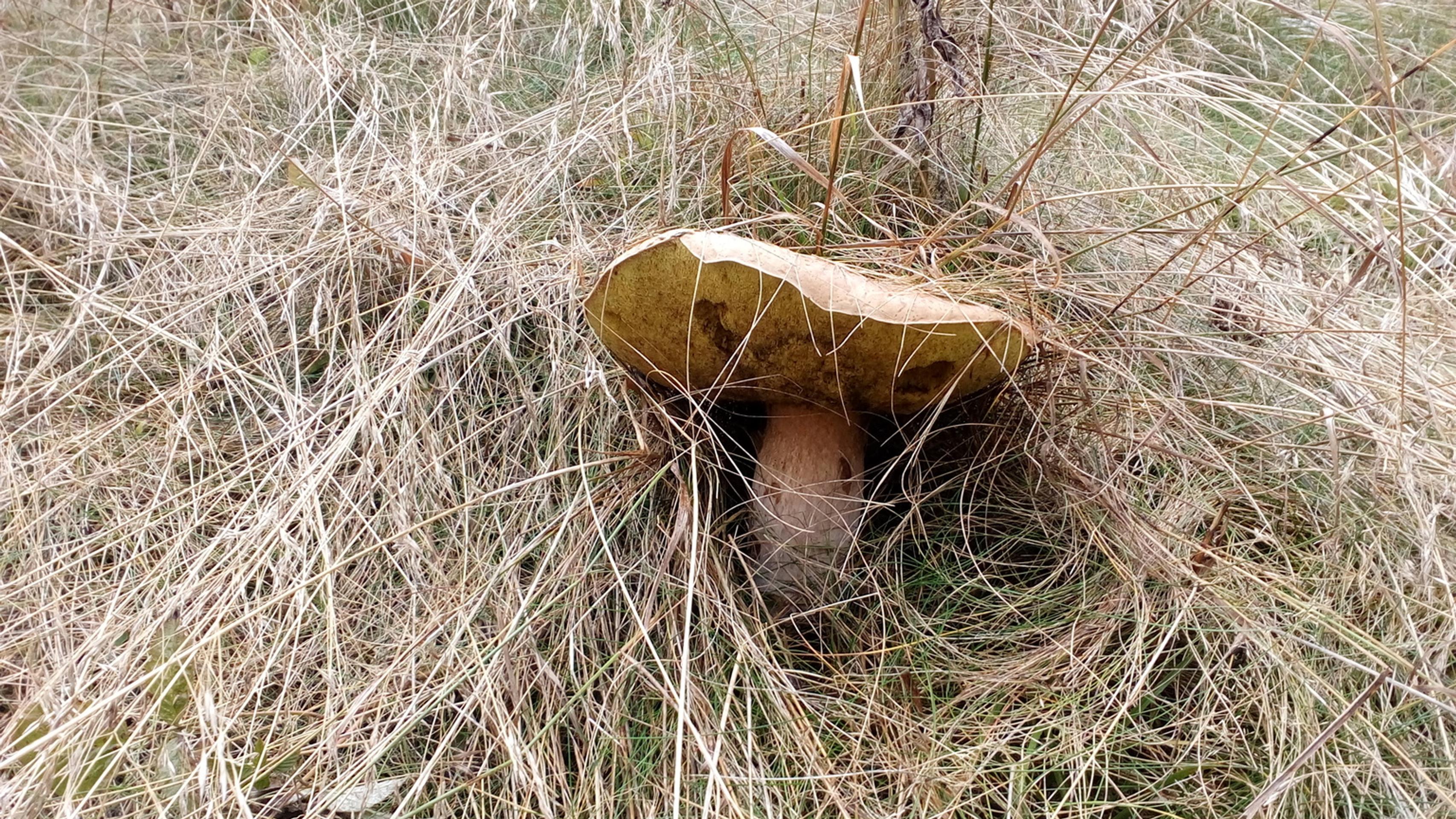 Megadubák na Liptove.