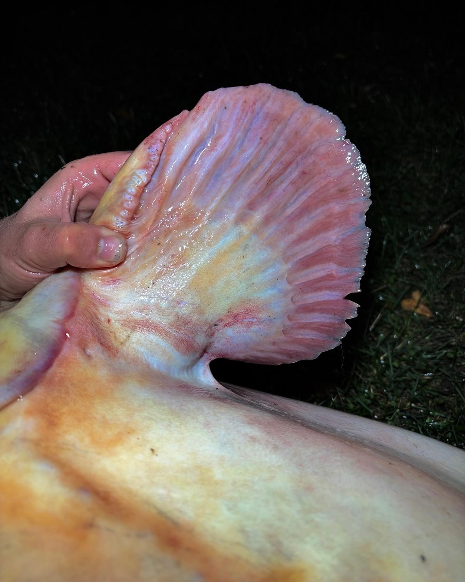 Český rybár chytil sumca albína s dĺžkou 215 centimetrov.