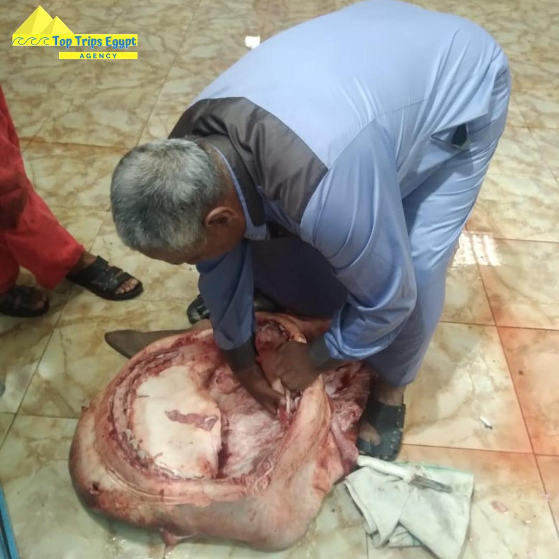 Mumifikácia žraloka, ktorý usmrtil človeka.