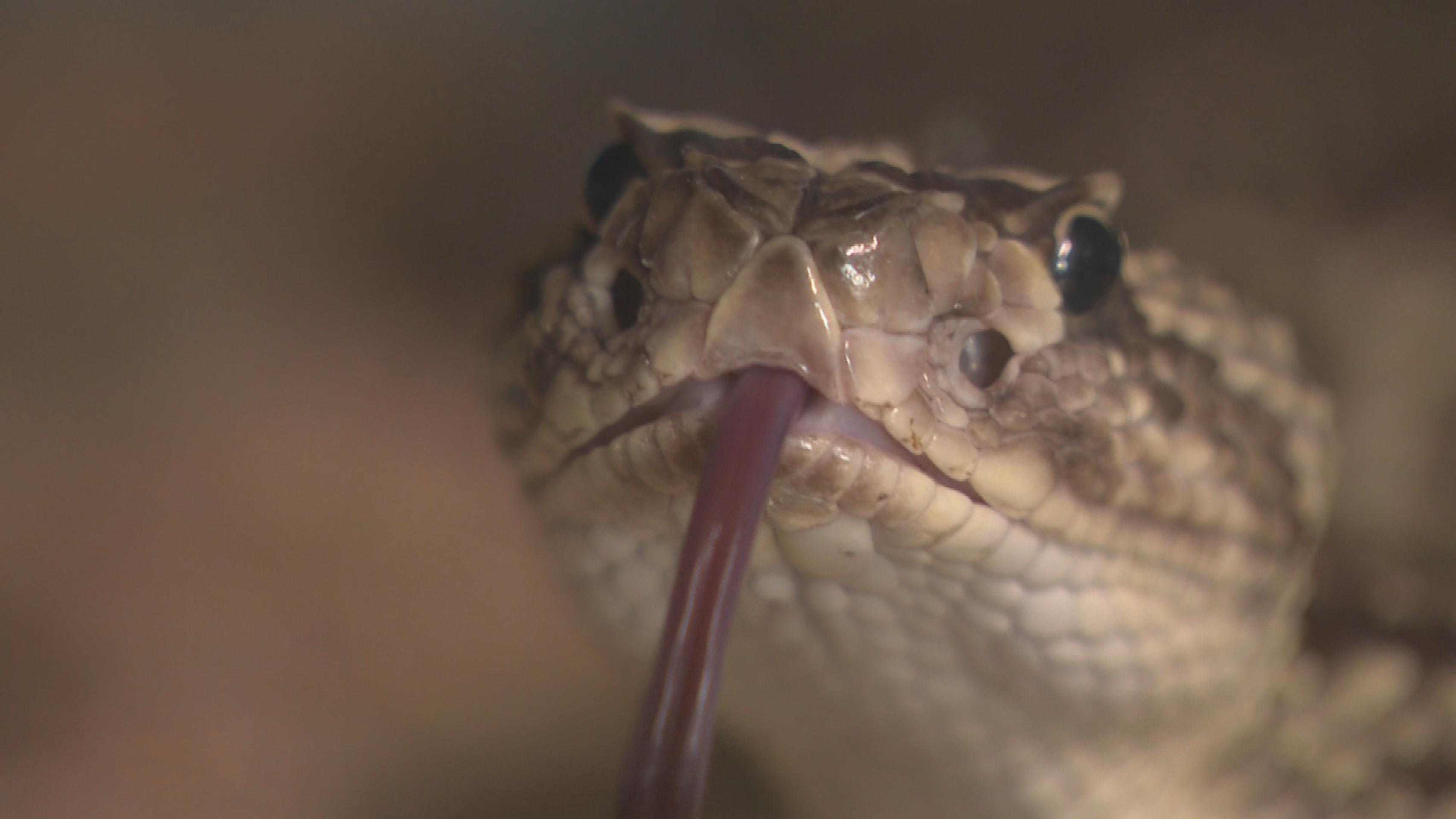 To, že hady vyplazujú jazyk má svoj dôvod. Ide o špeciálny orgán, vďaka ktorému vedia dohľadať svoju potravu.
