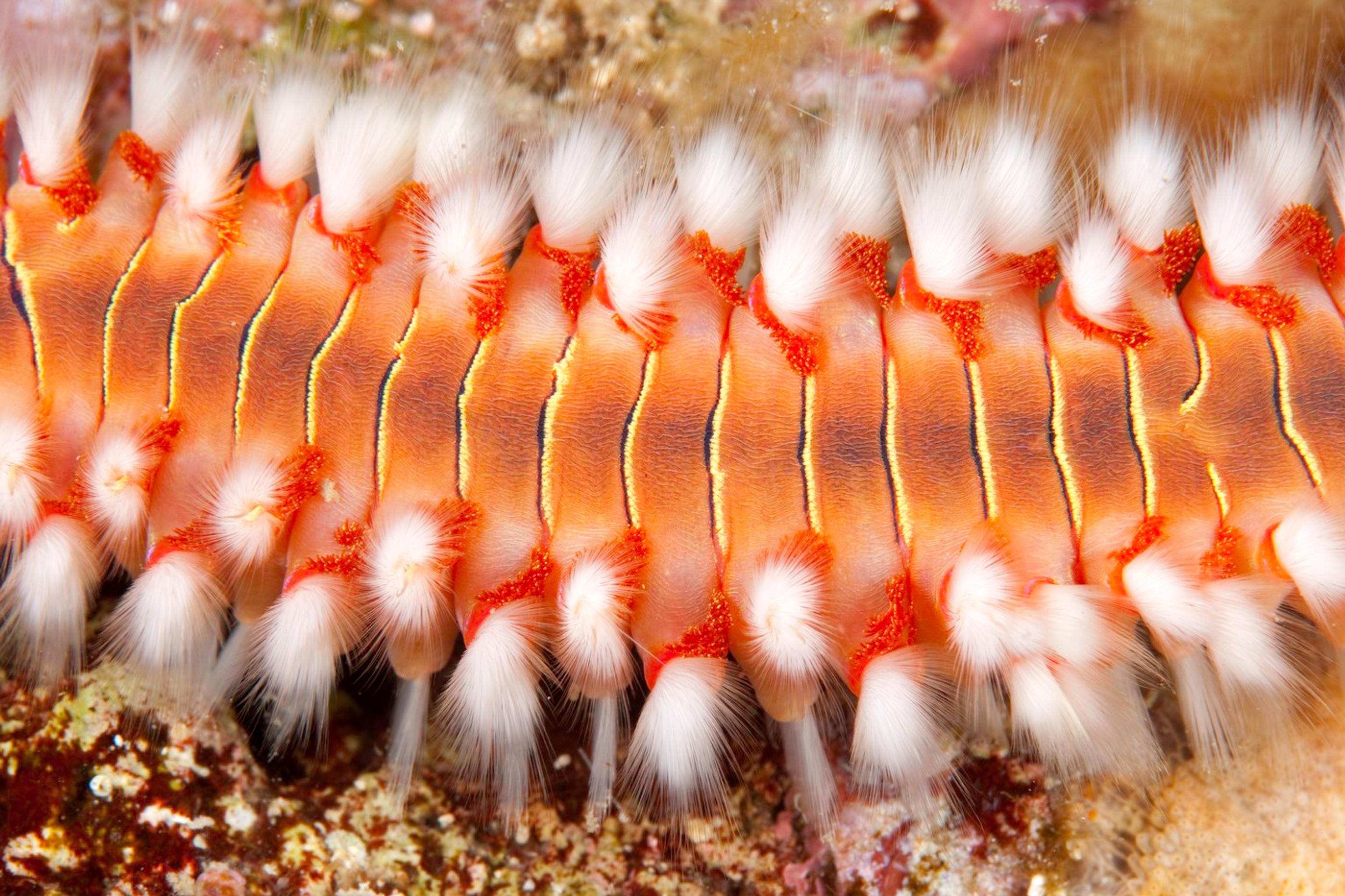 Ohnivý červ - Hermodice carunculata