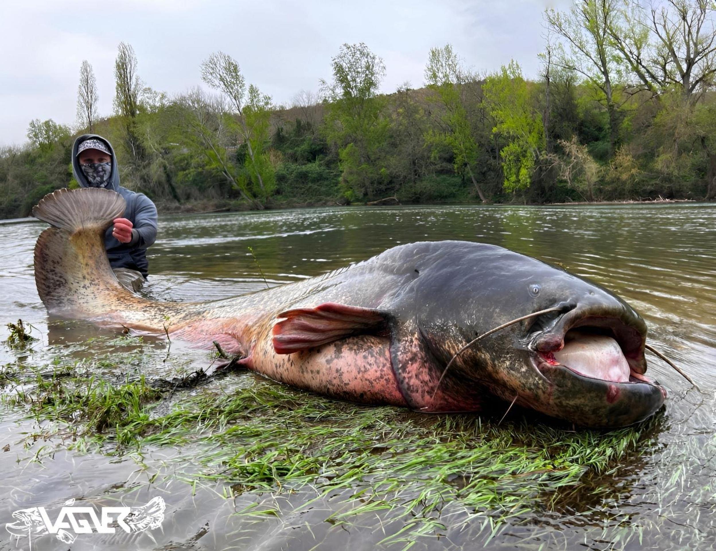 Francúz chytil rekordného sumca.