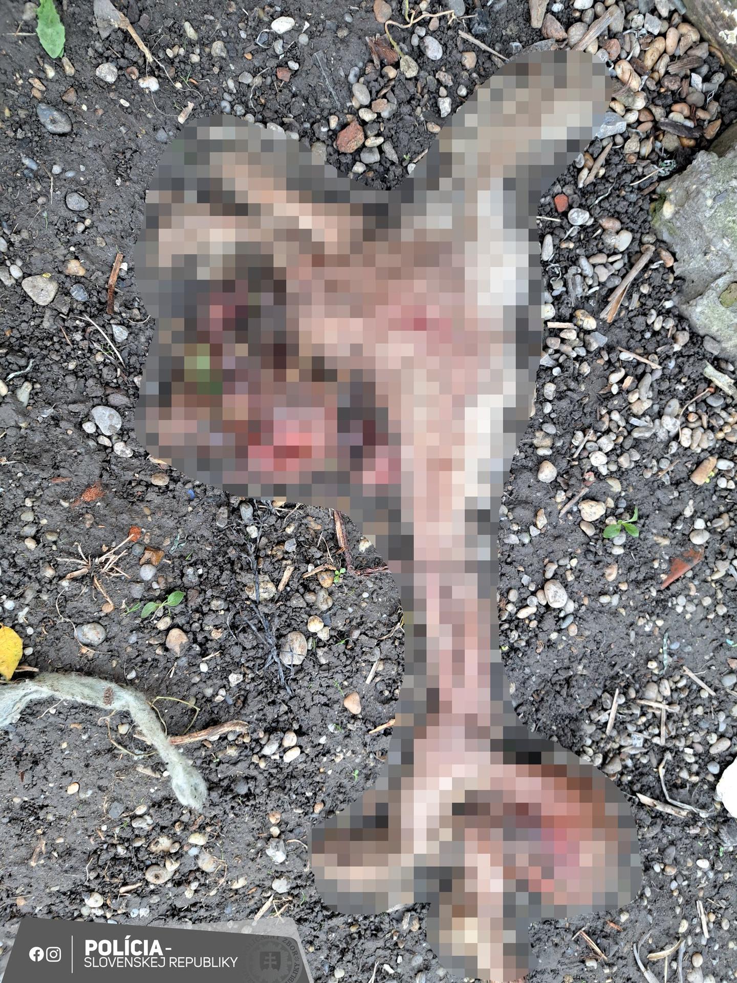 Uhynutý psík v Tvrdošovciach.