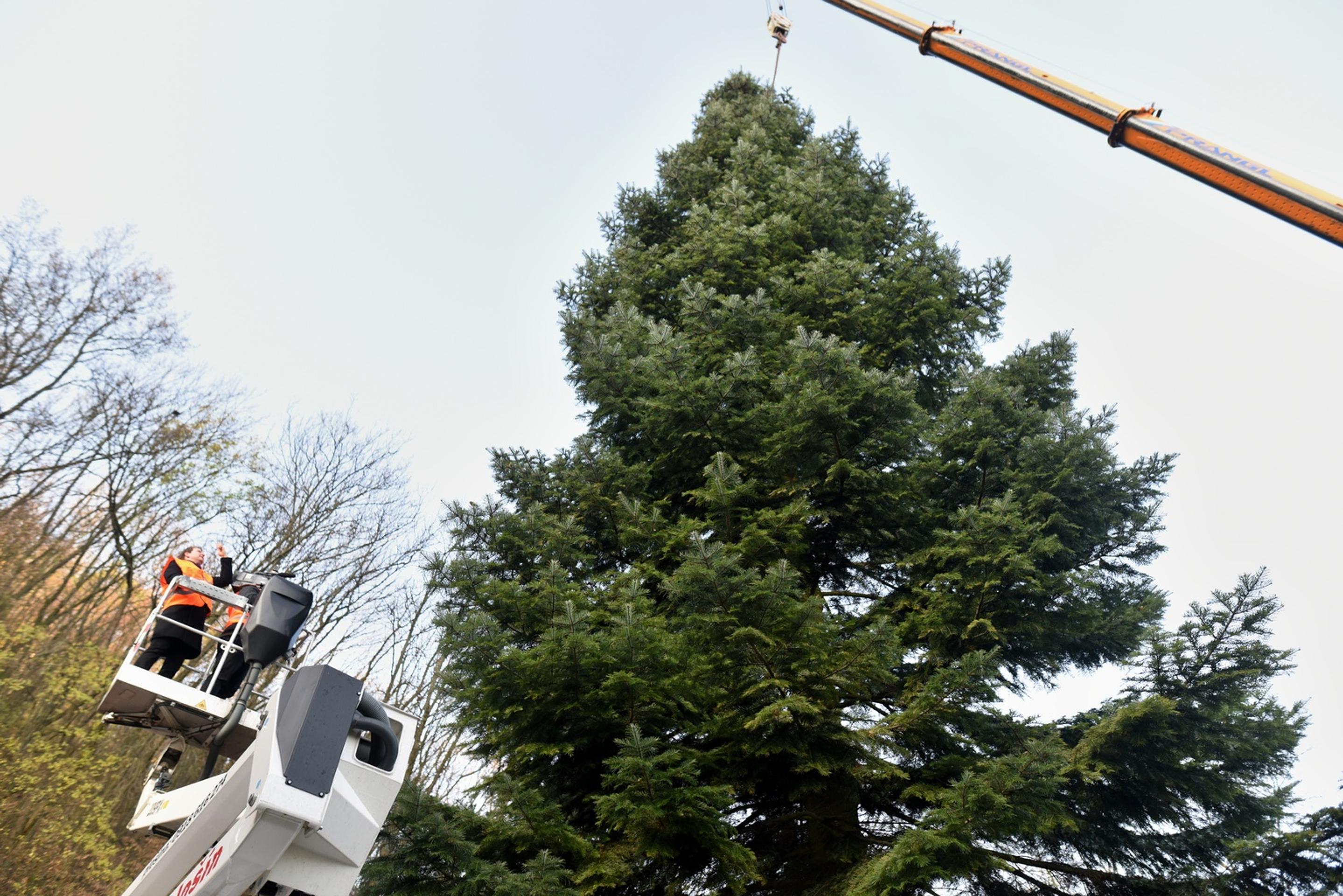 Na snímke stínanie a príprava vianočného stromčeka z Horných Orešian na presun do Bruselu