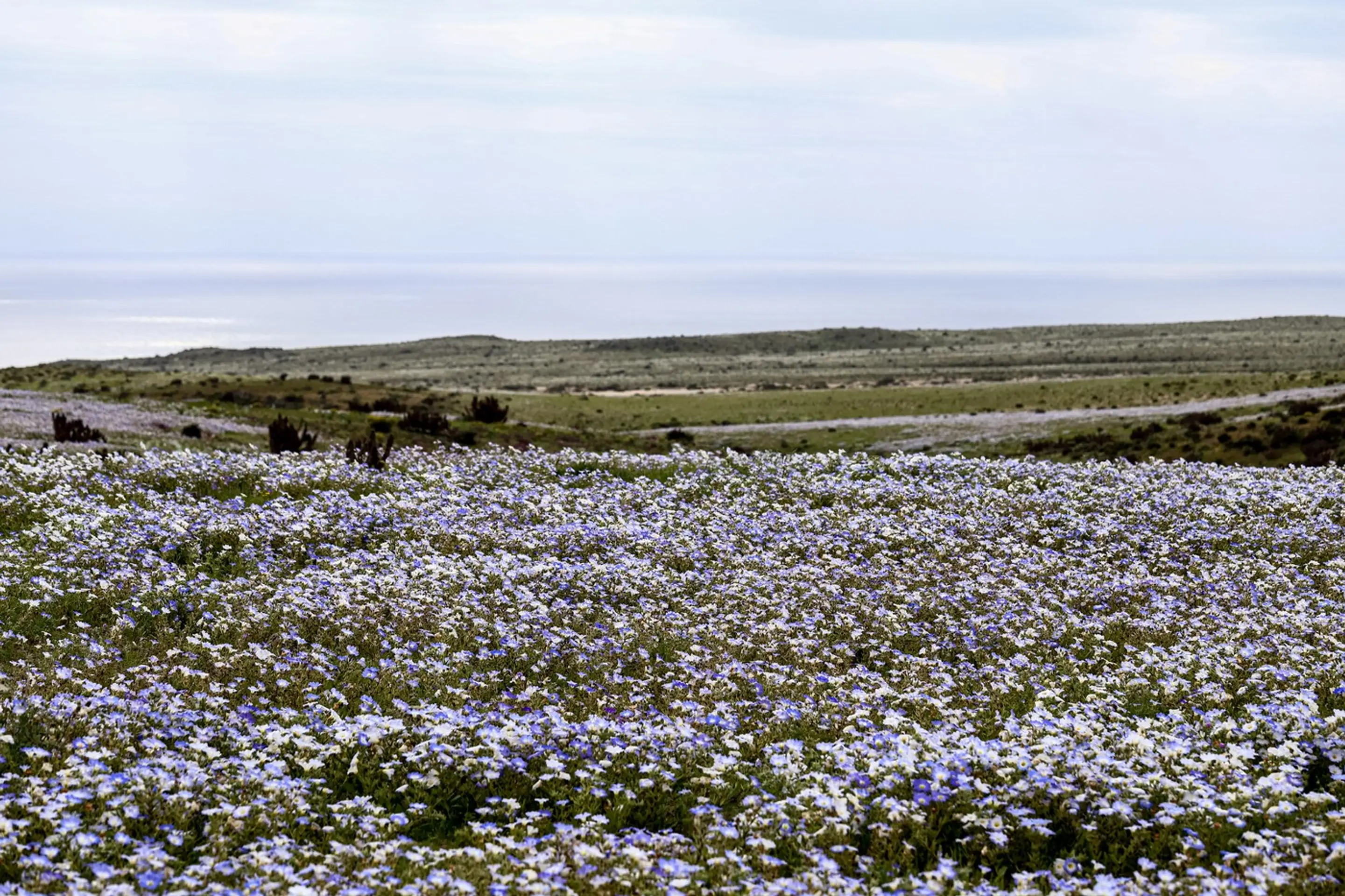 Púšť Atacama pokryli kvety.