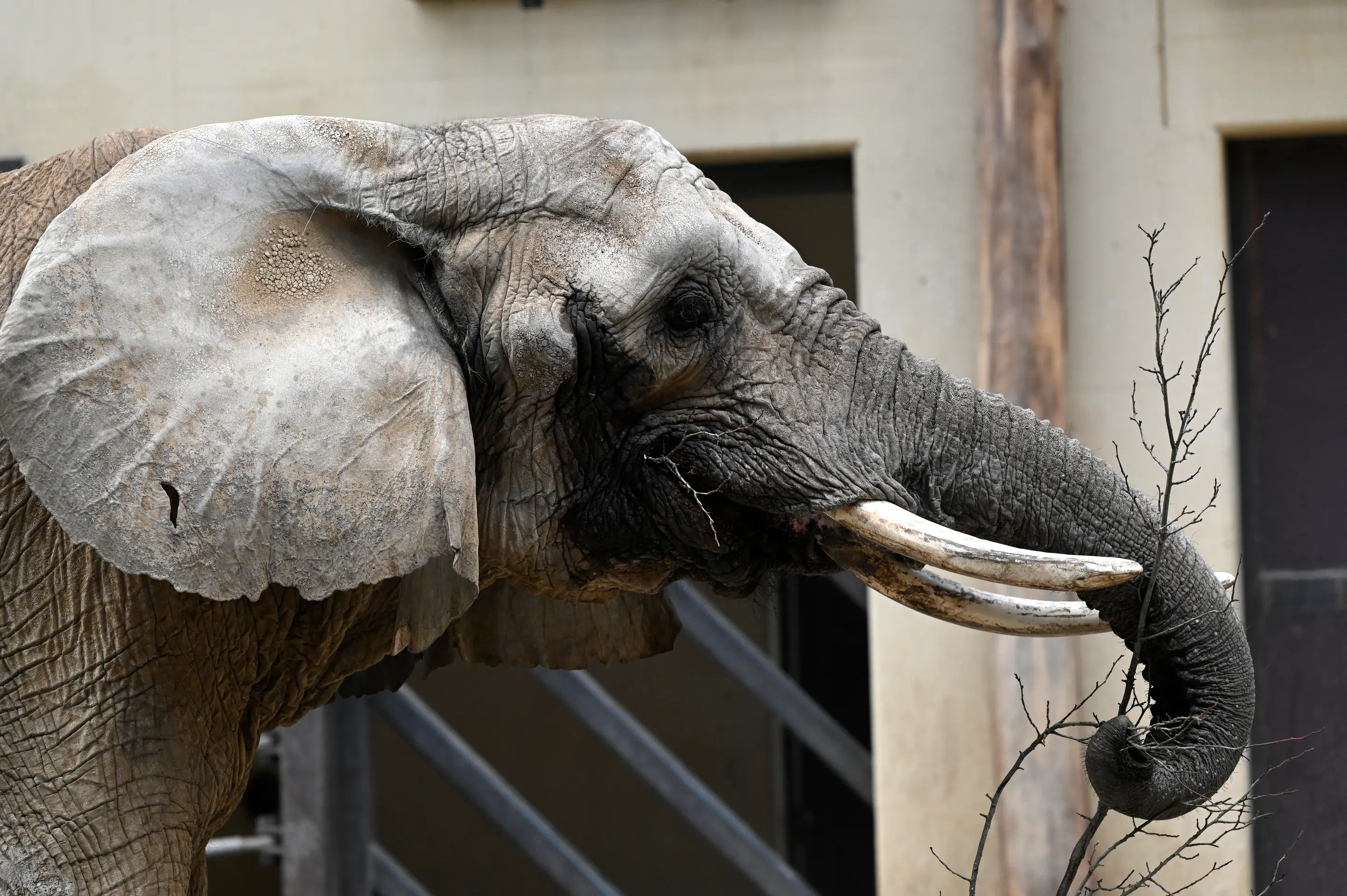 Slonica Gula v pavilóne slonov v ZOO Bojnice