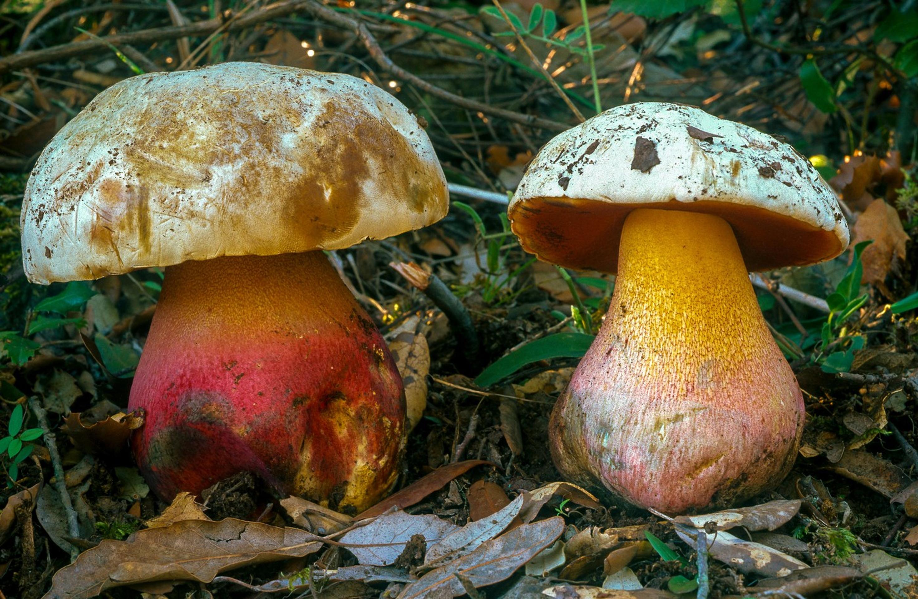 hríb satanský (lat. Boletus Satanas)