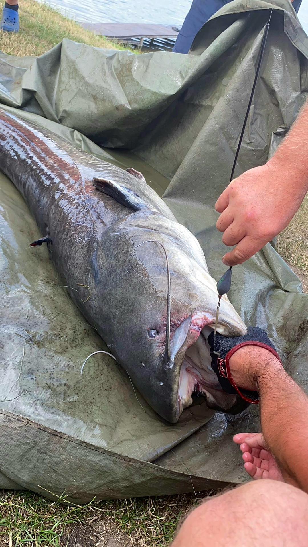 Chytenie Sumca na Adamovských jazerách